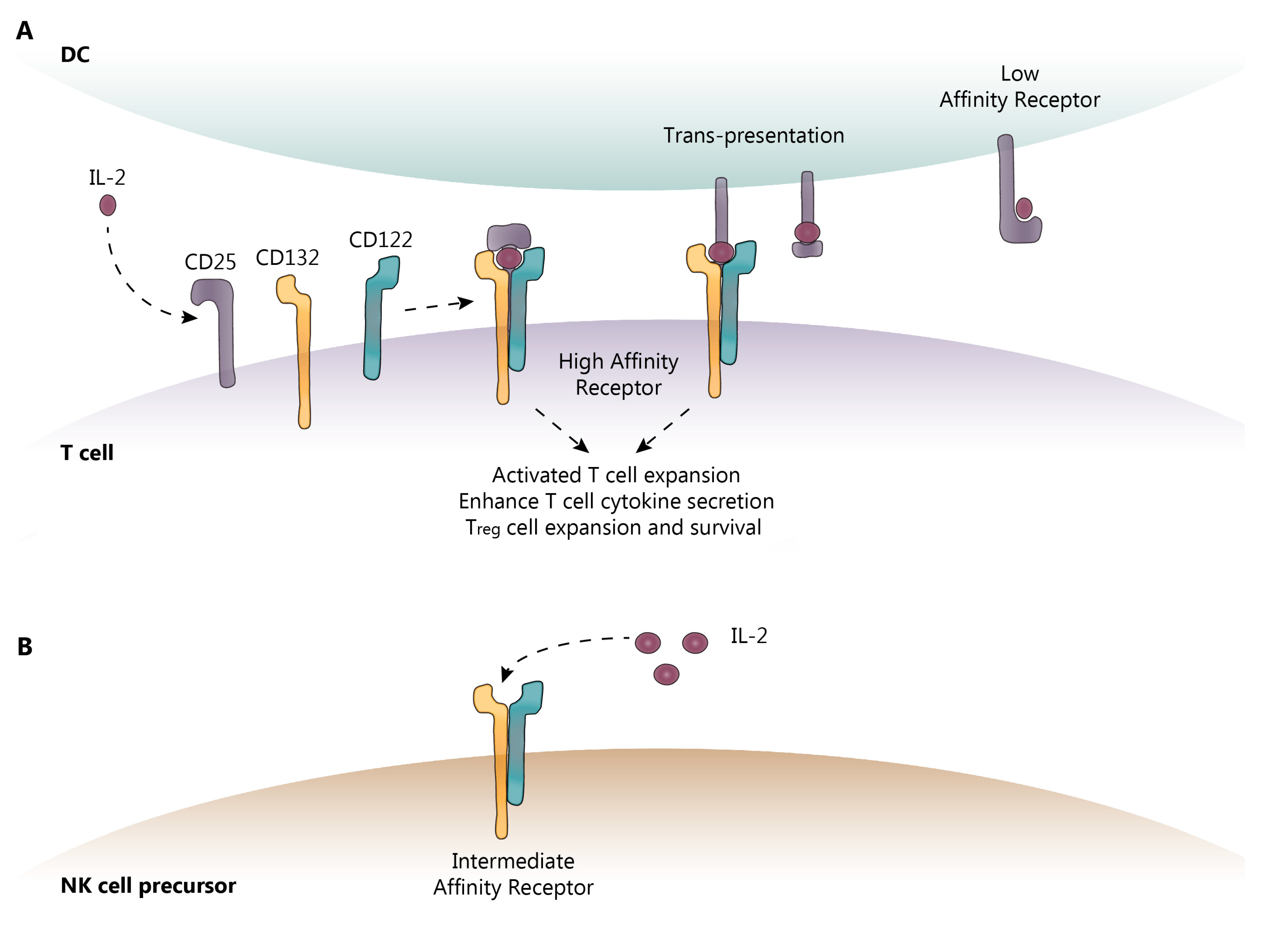 Biomedicines 07 00018 g001