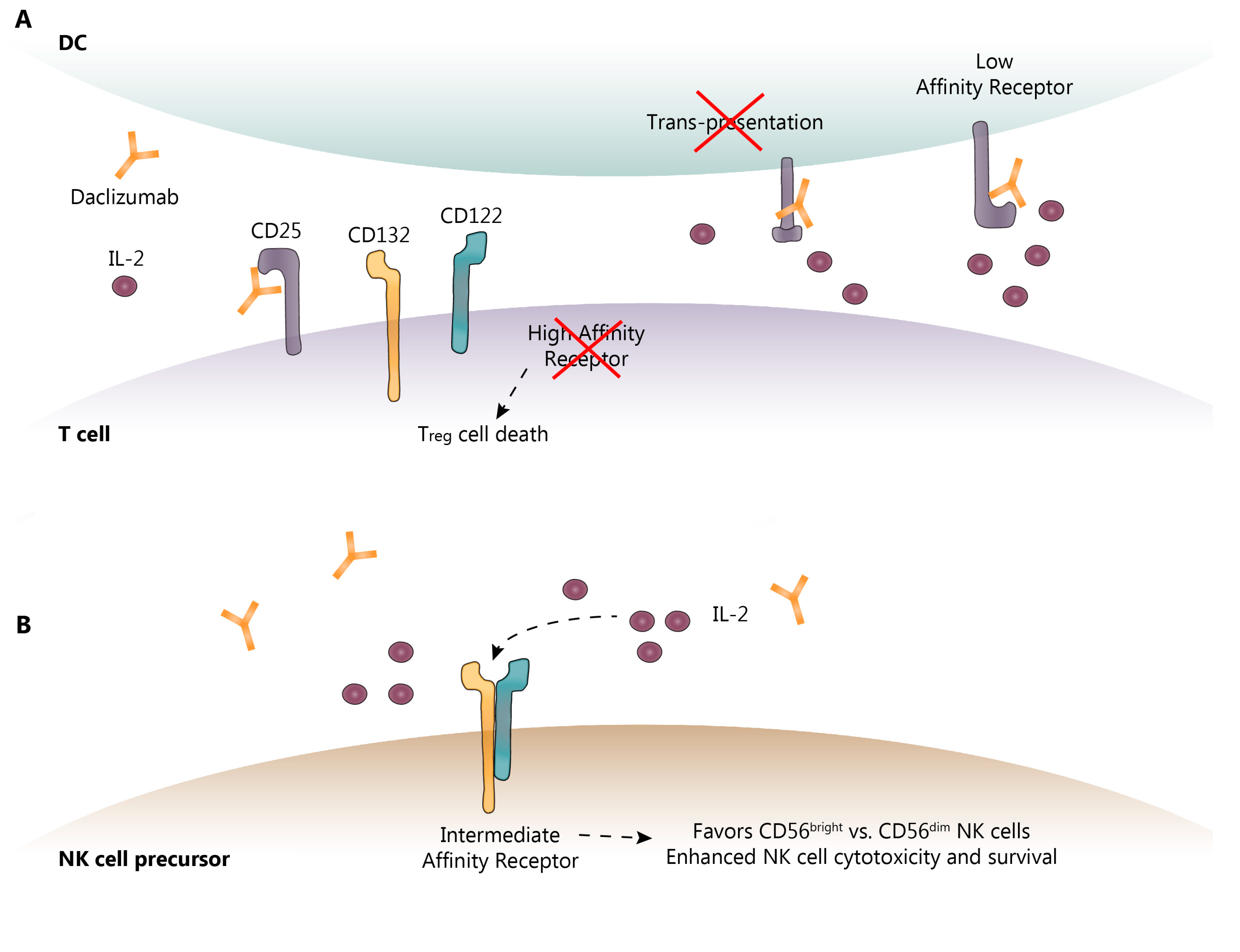 Biomedicines 07 00018 g002