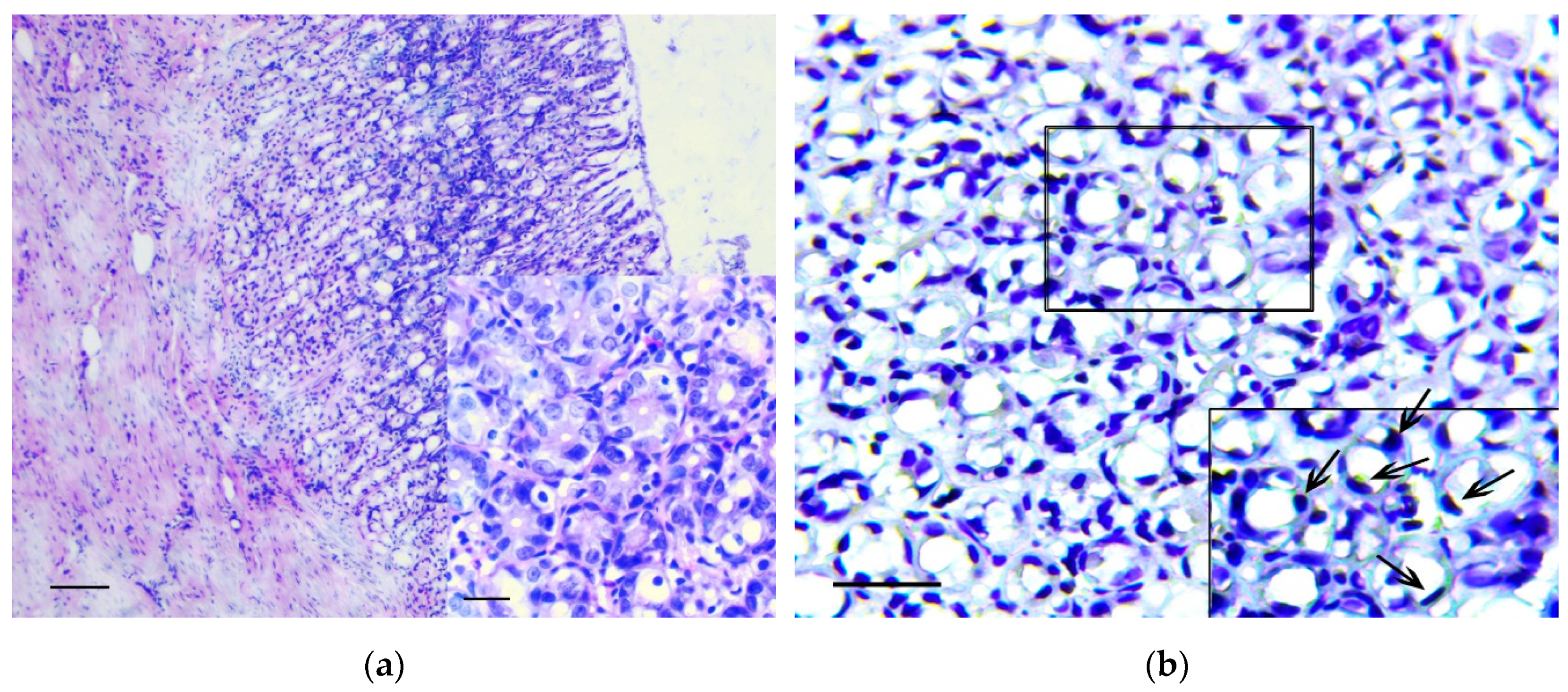 Biomedicines 07 00021 g003