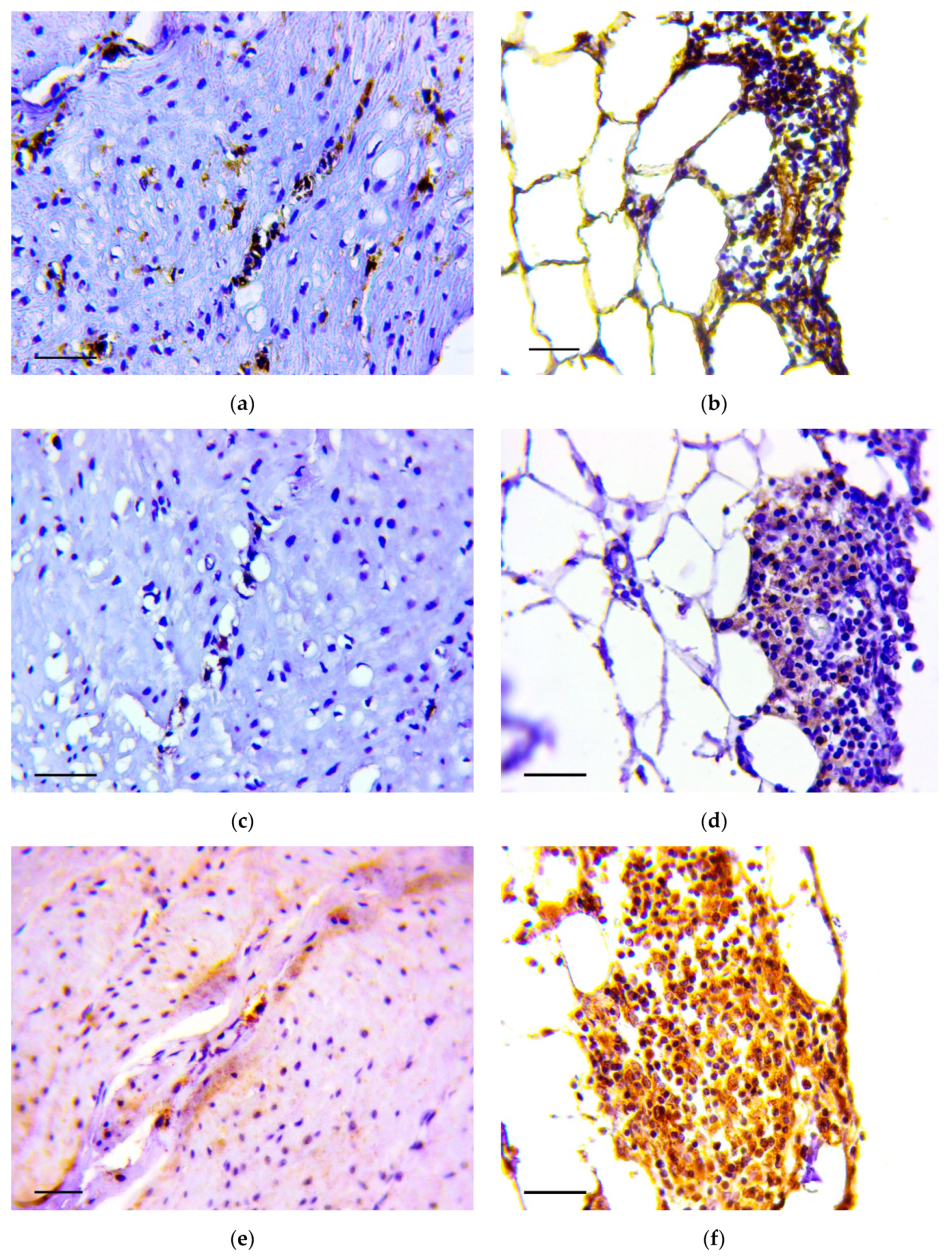 Biomedicines 07 00021 g005