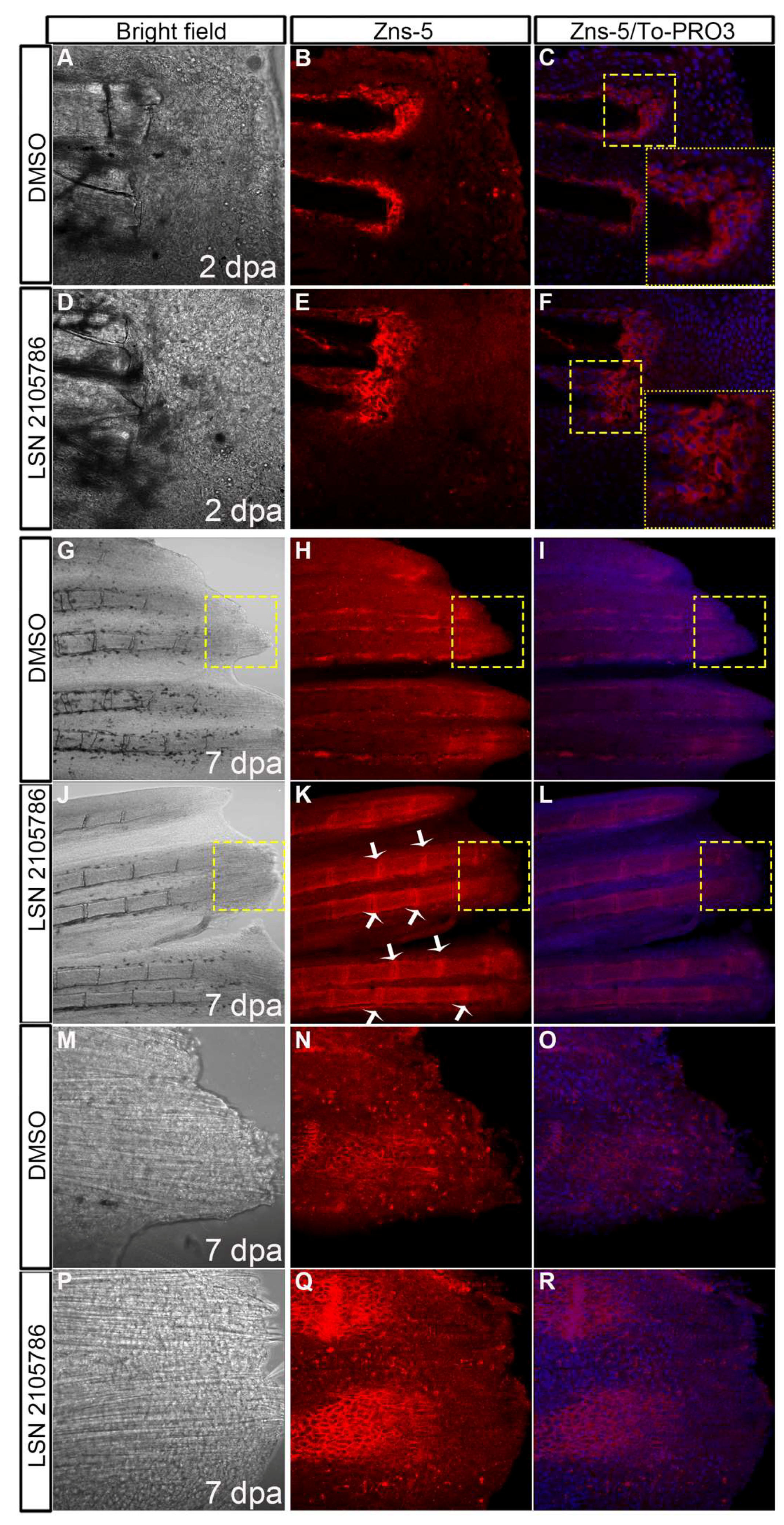 Biomedicines 07 00030 g006