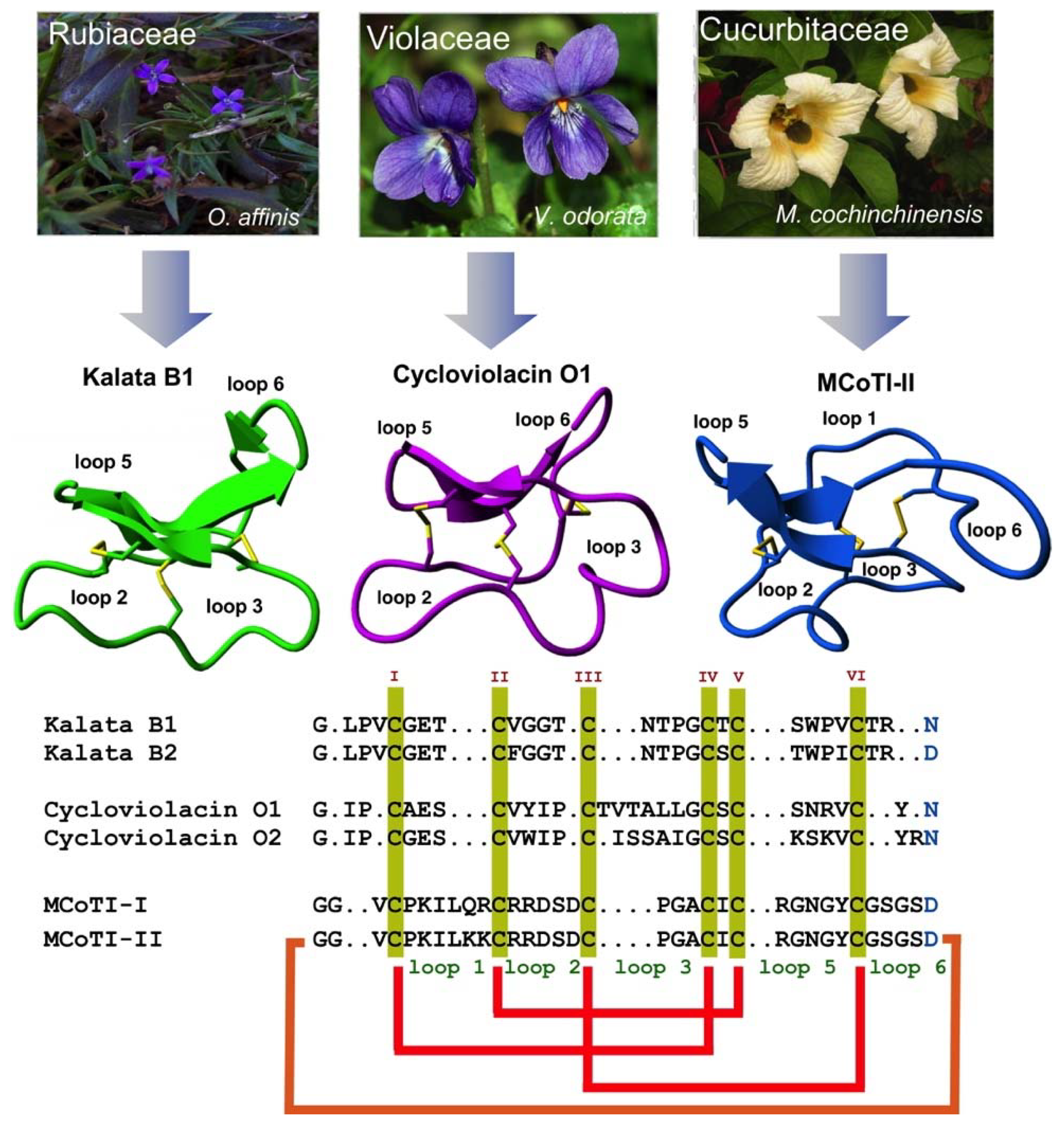 Biomedicines 07 00031 g001
