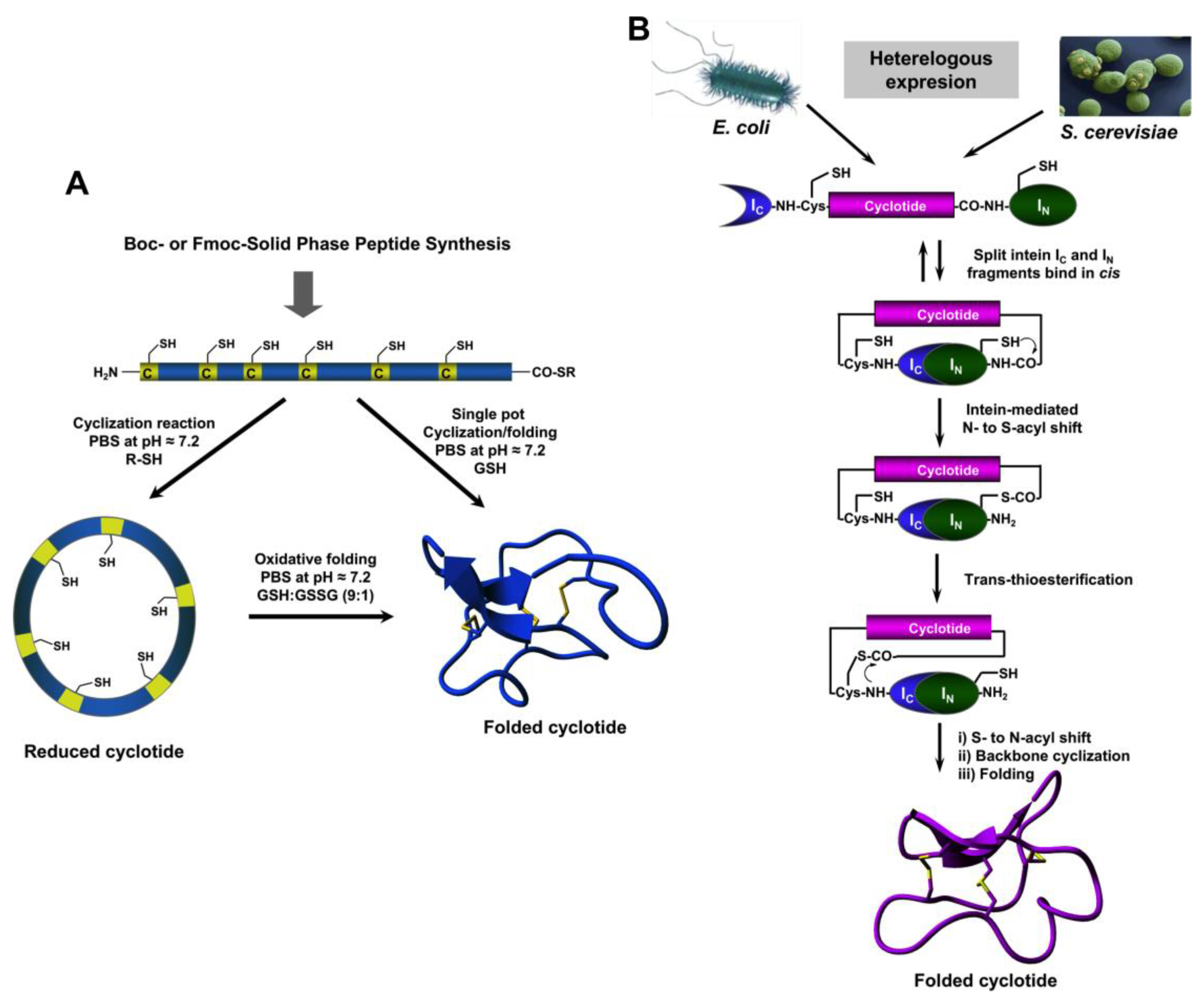 Biomedicines 07 00031 g002