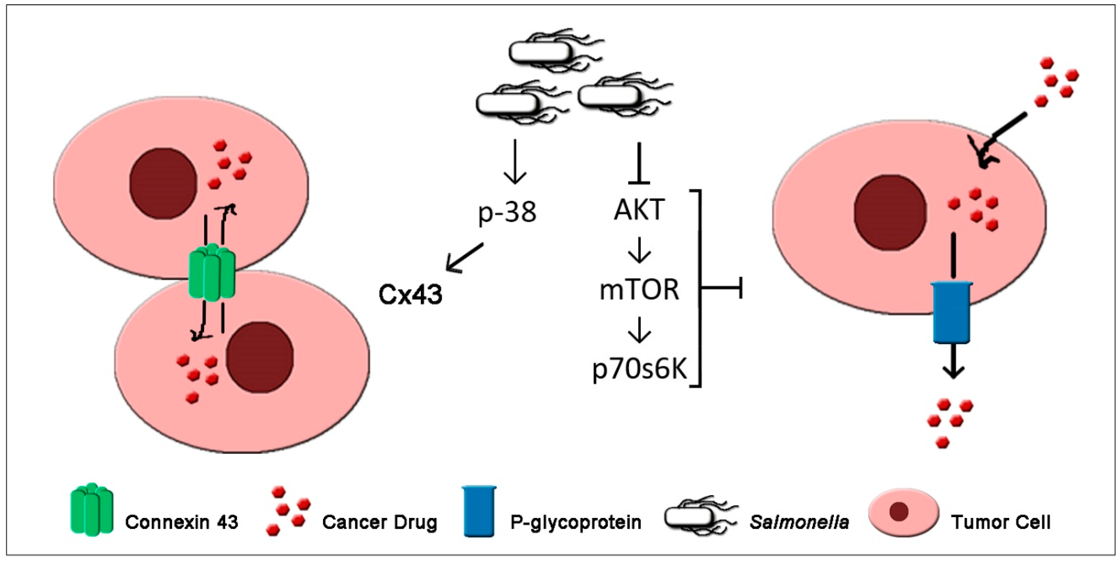 Biomedicines 07 00036 g002