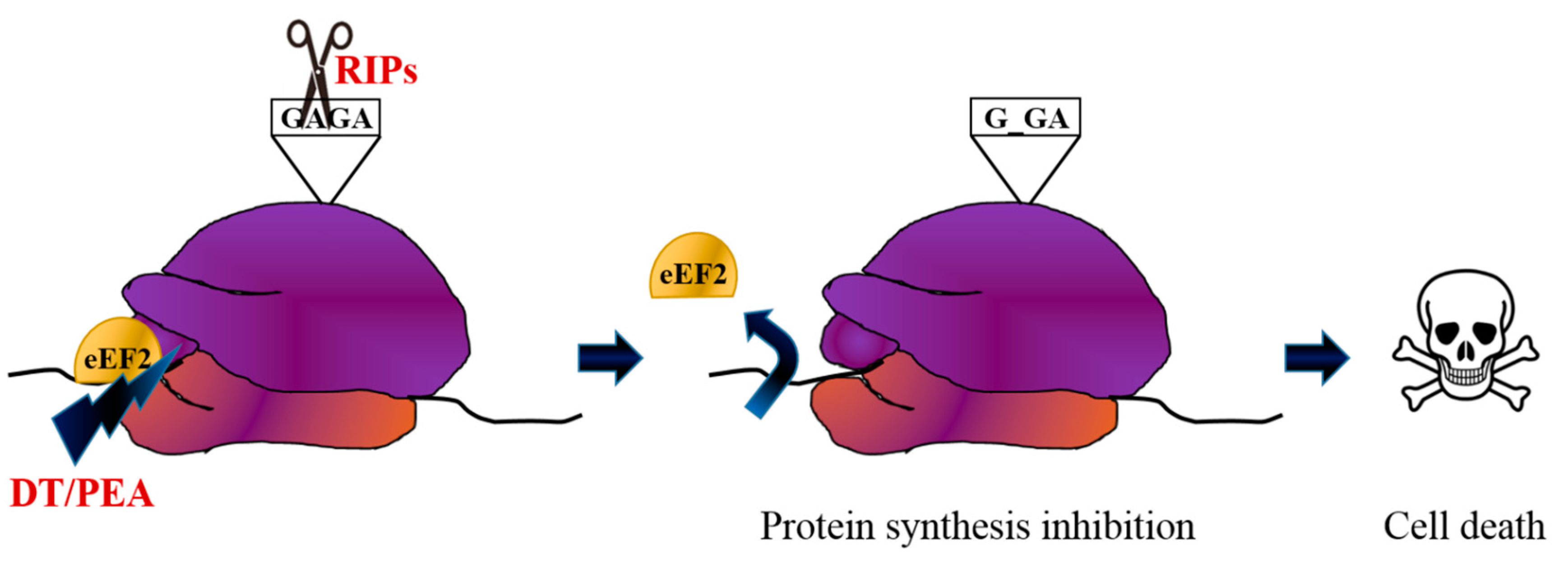 Biomedicines 07 00038 g001
