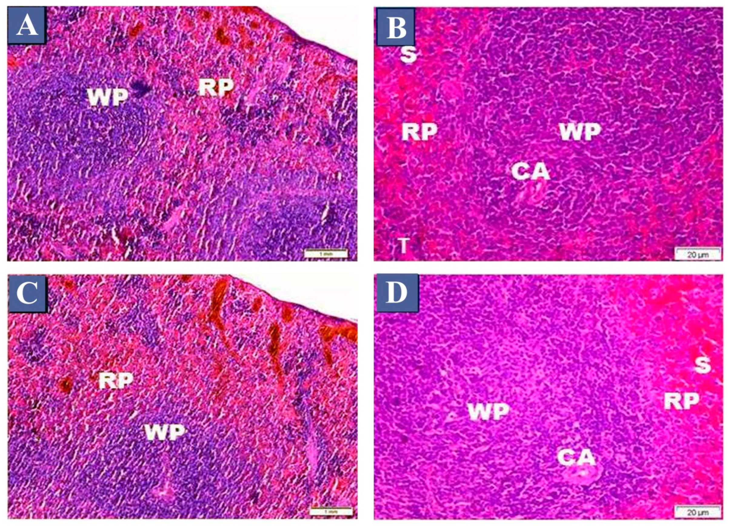 Biomedicines 07 00039 g001