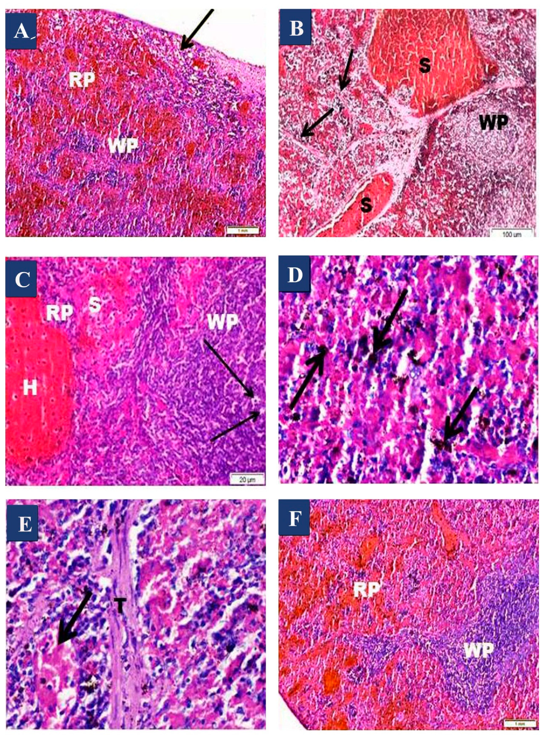 Biomedicines 07 00039 g002