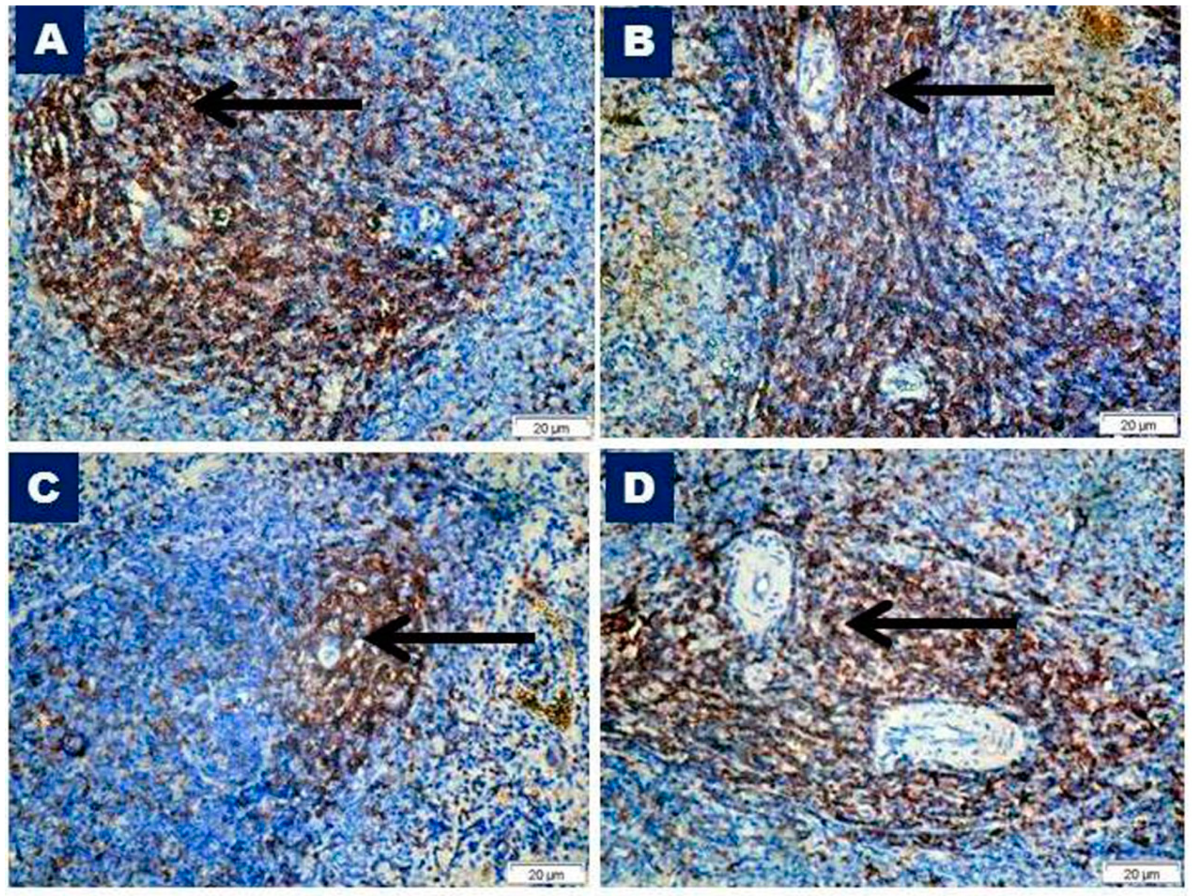 Biomedicines 07 00039 g005