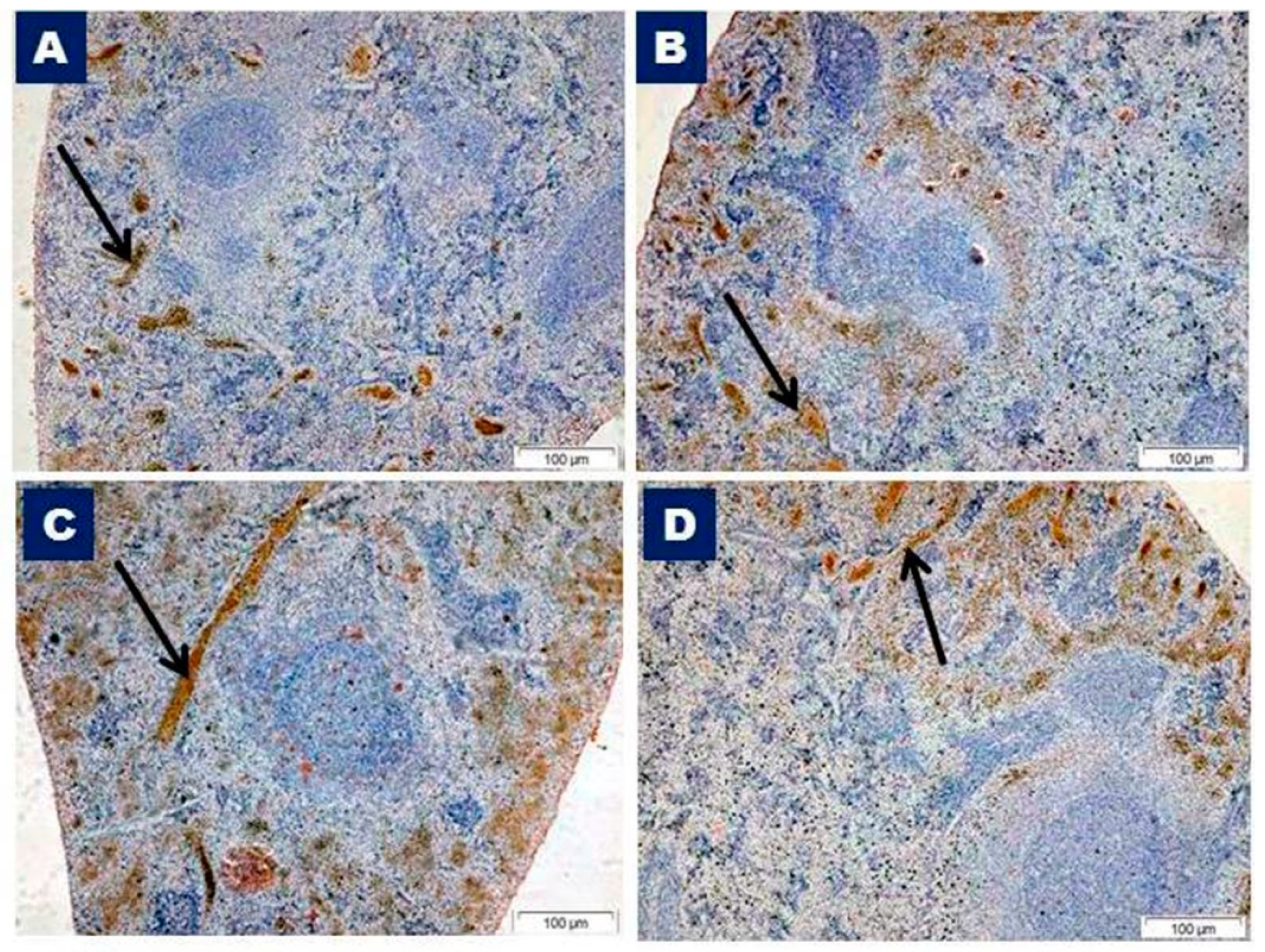 Biomedicines 07 00039 g007