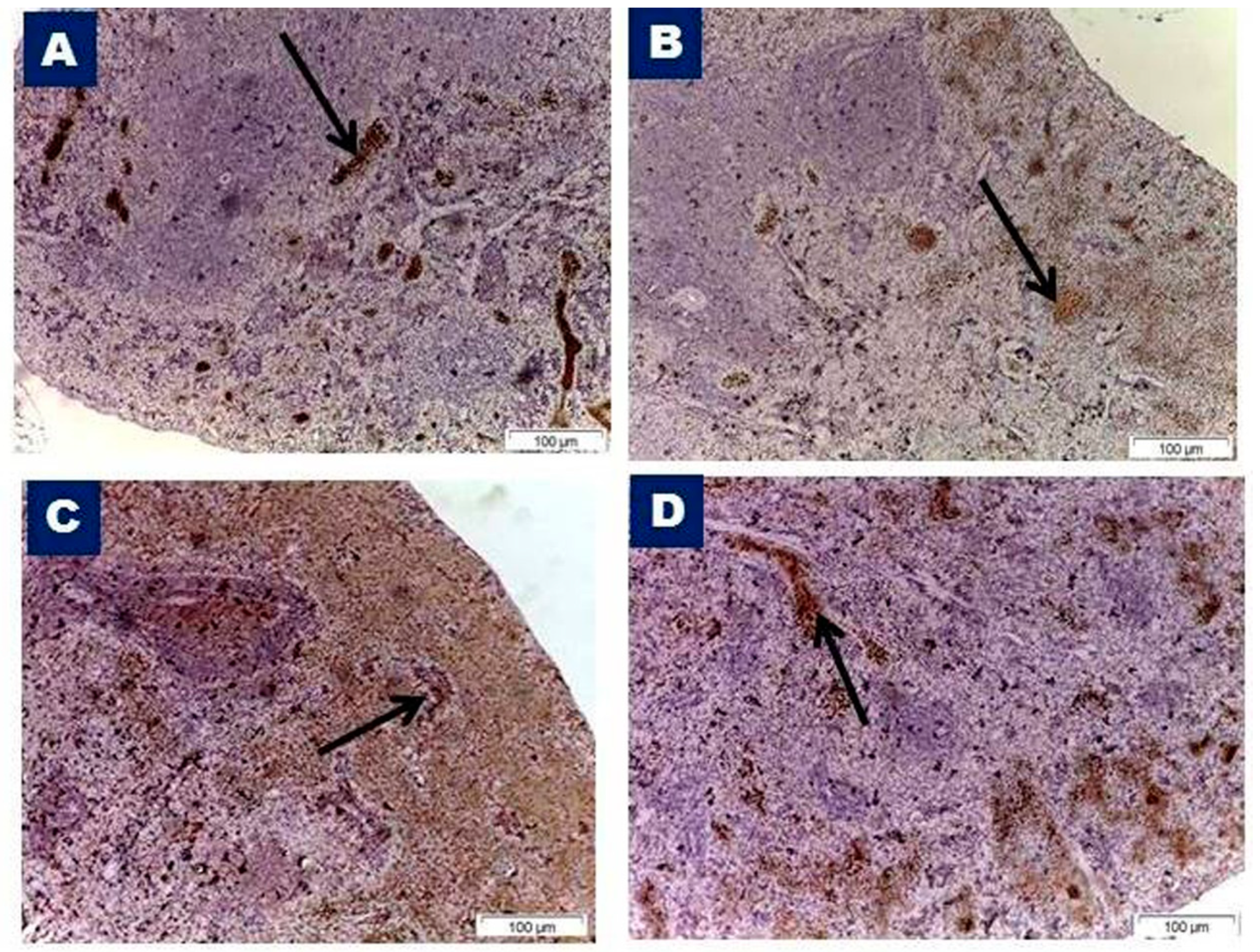 Biomedicines 07 00039 g008
