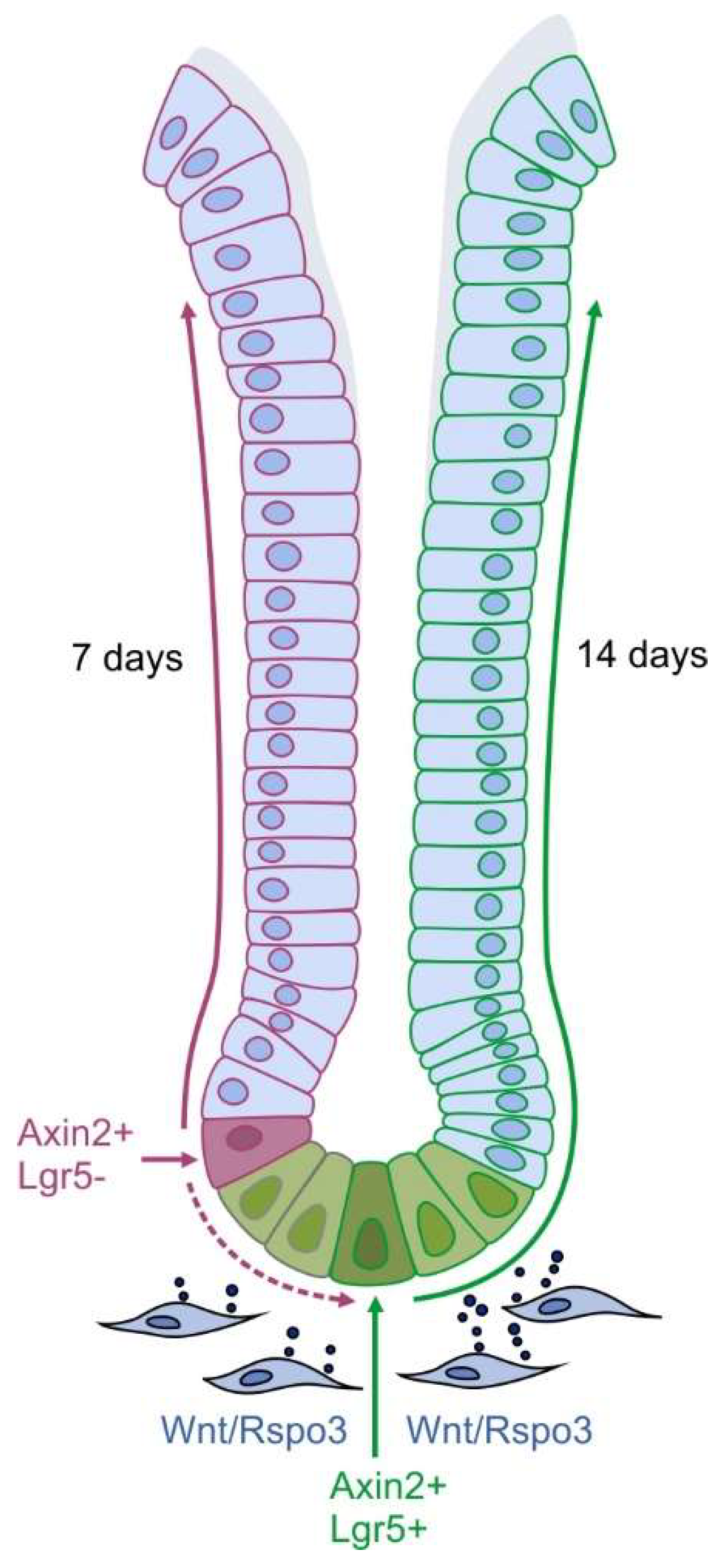 Biomedicines 07 00044 g002