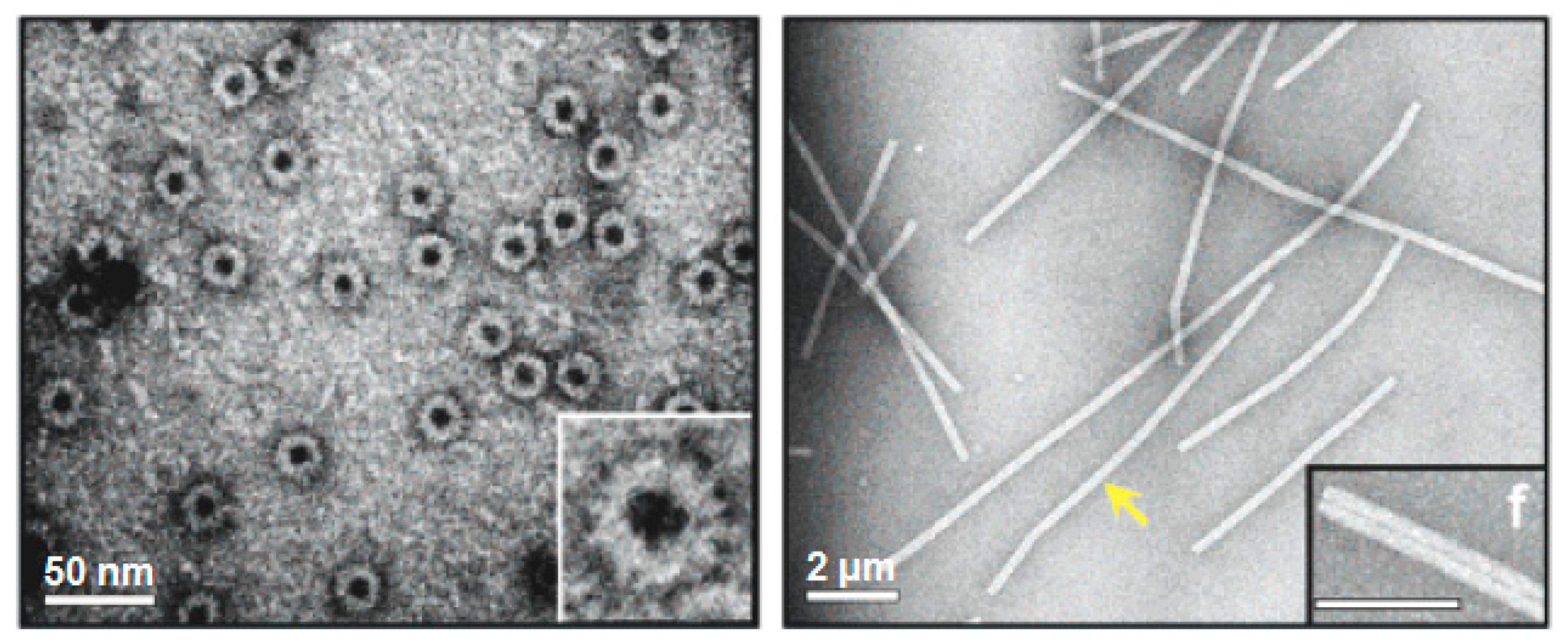 Biomedicines 07 00046 g003
