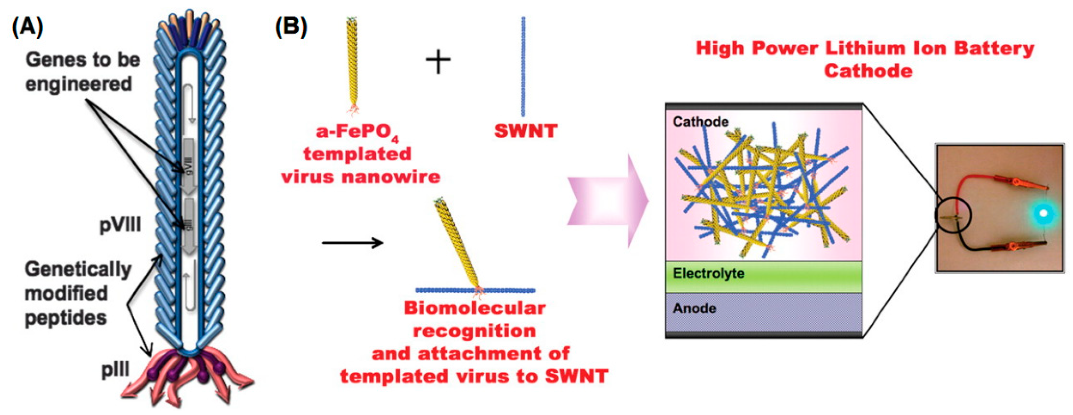 Biomedicines 07 00046 g004