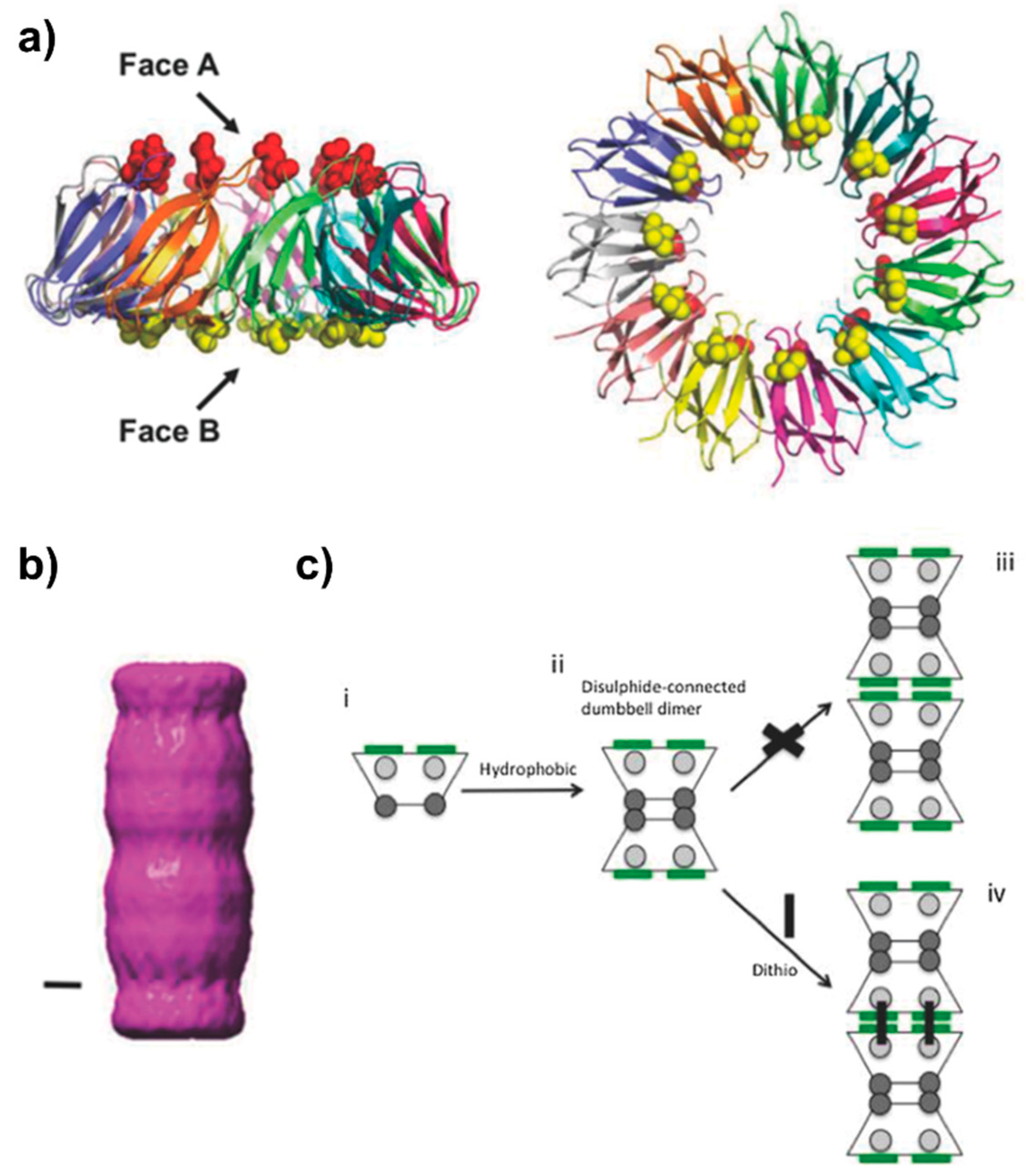 Biomedicines 07 00046 g005