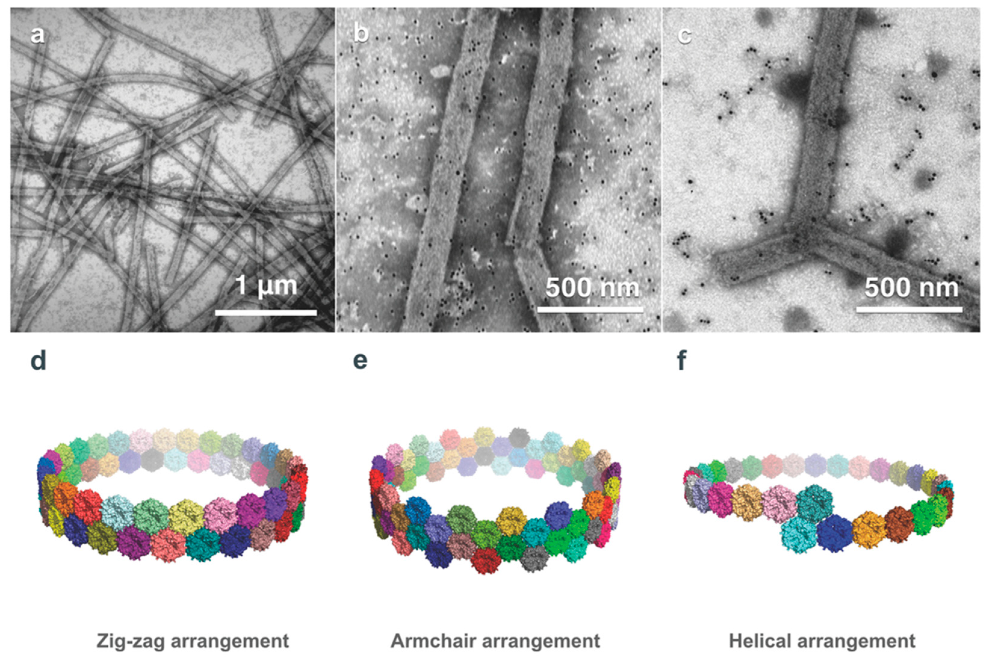 Biomedicines 07 00046 g007