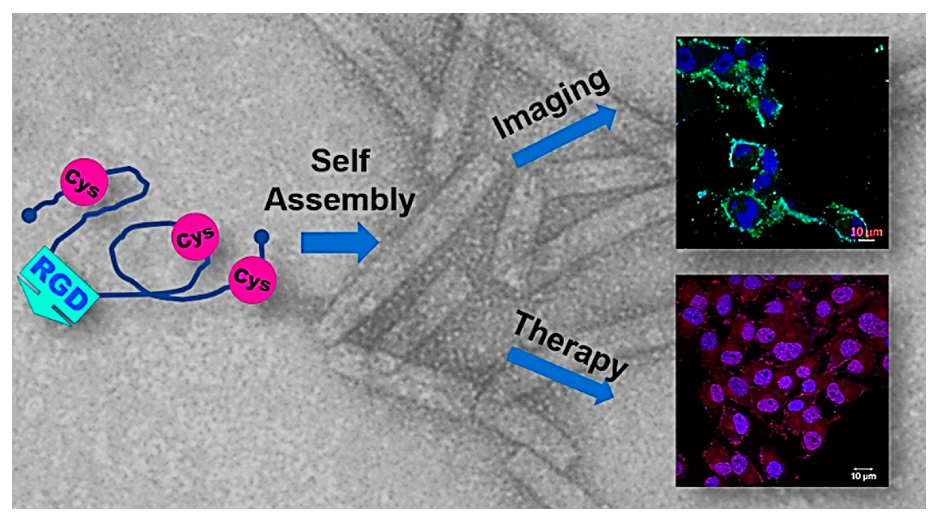 Biomedicines 07 00046 g008
