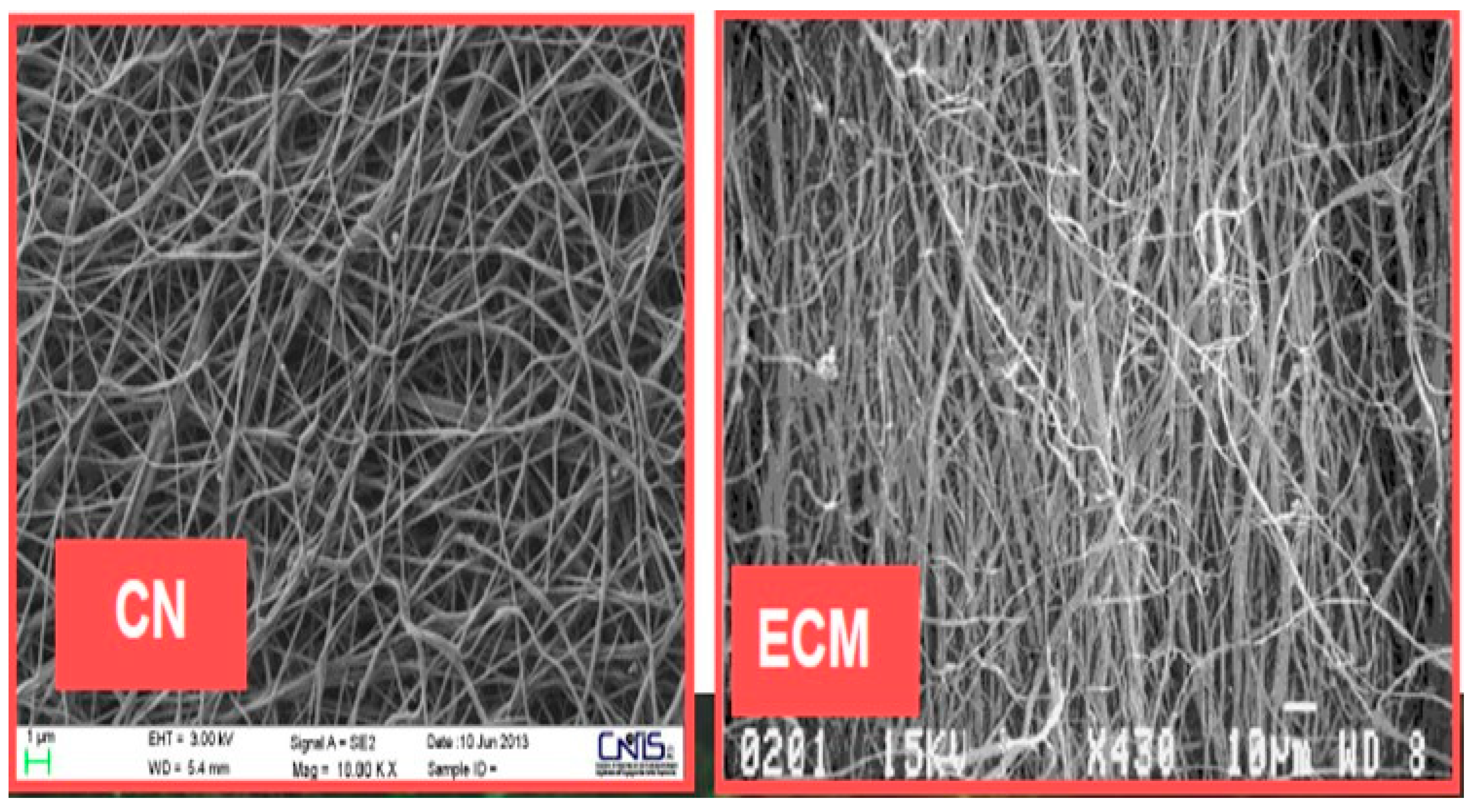 Biomedicines 07 00051 g007 Biomedicines 07 00051 g007