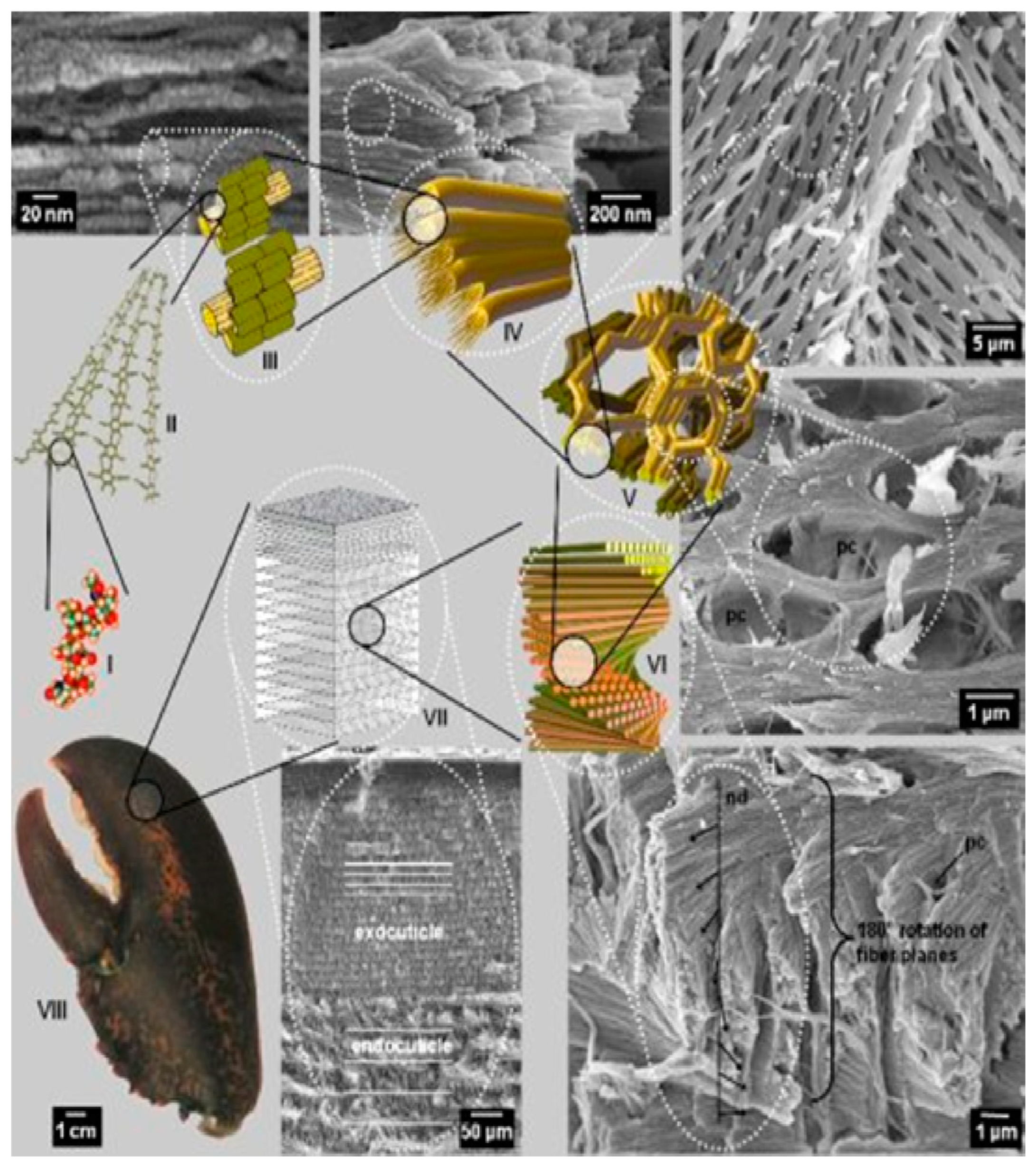 Biomedicines 07 00051 g010 Biomedicines 07 00051 g010