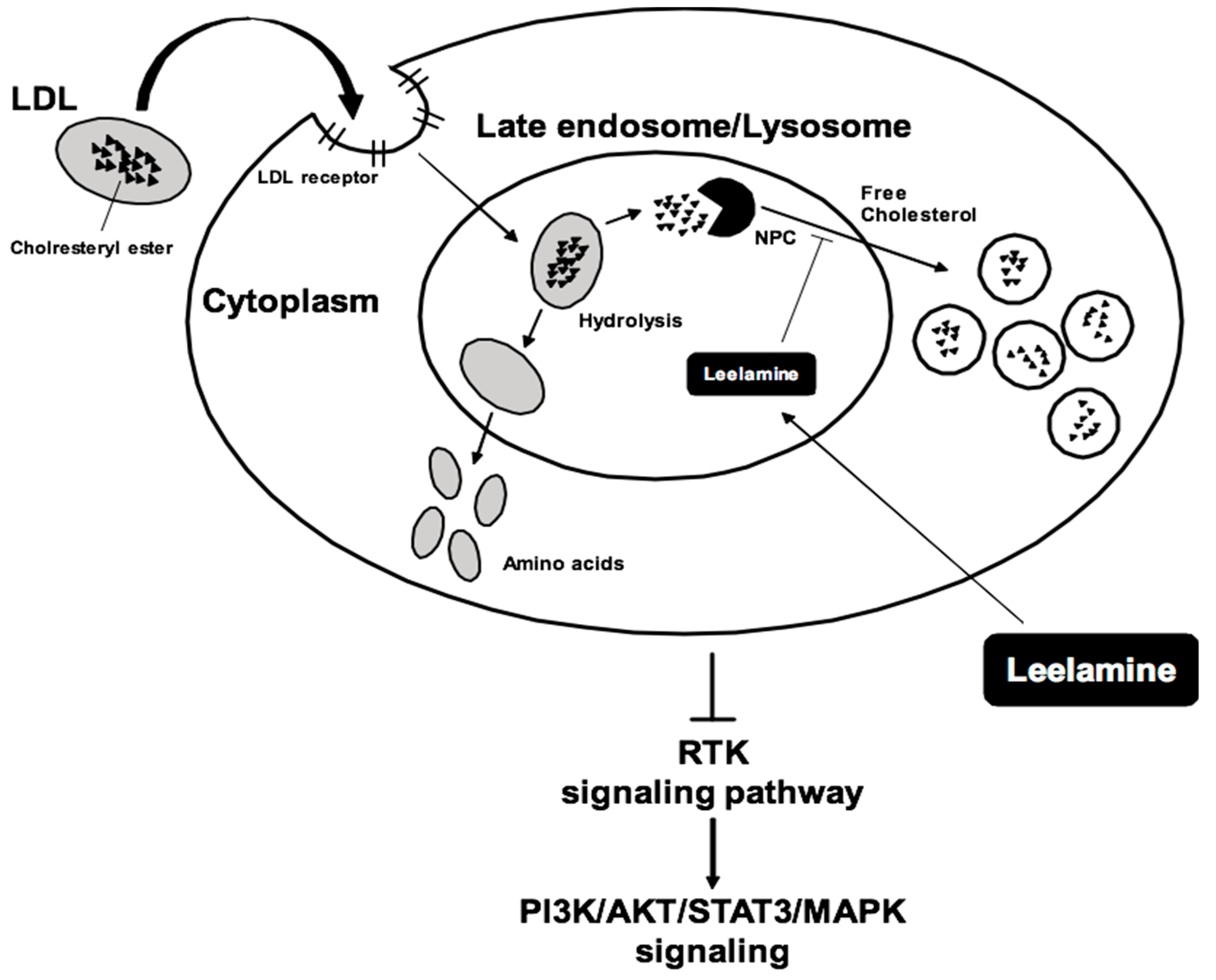 Biomedicines 07 00053 g002