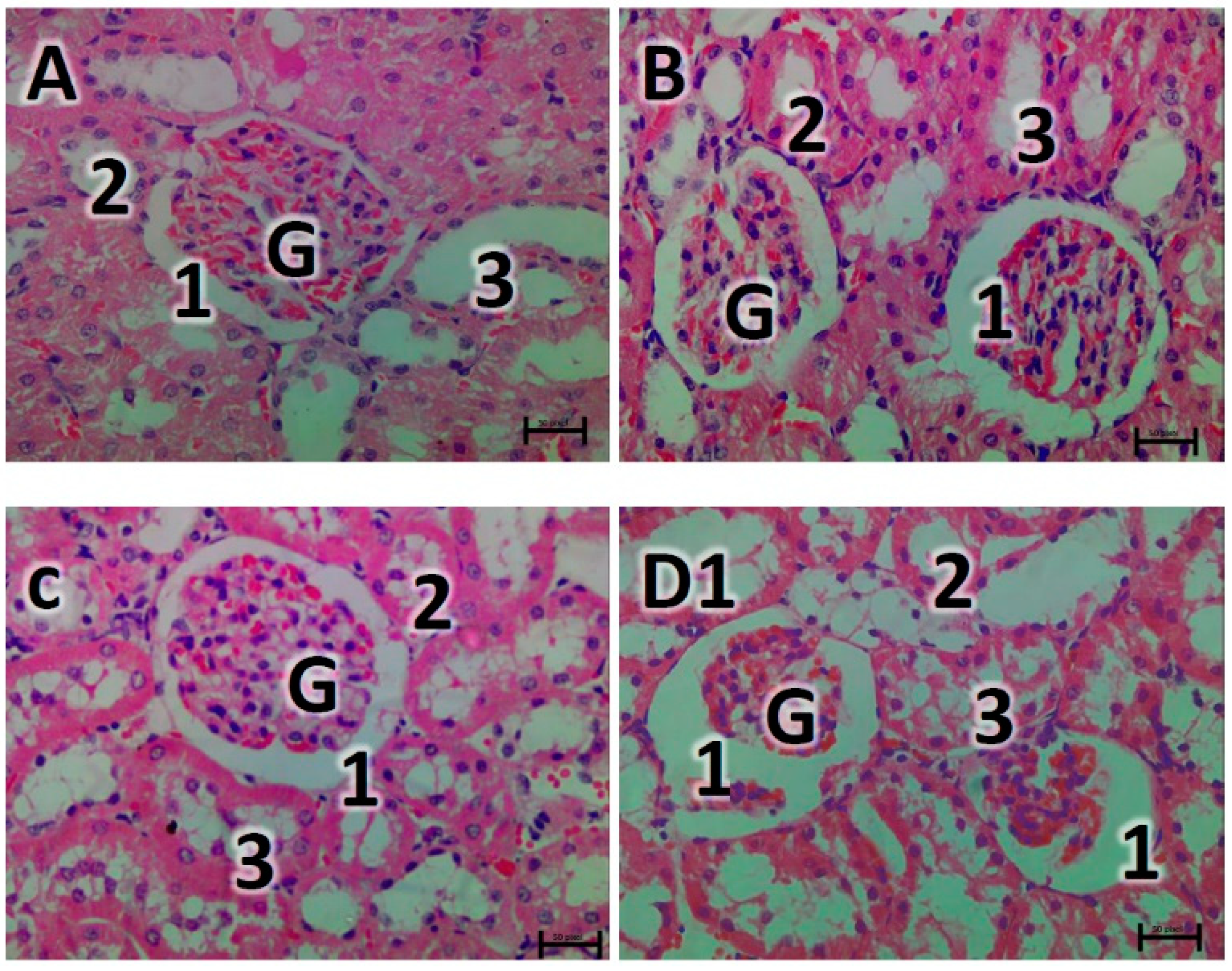 Biomedicines 07 00059 g005a