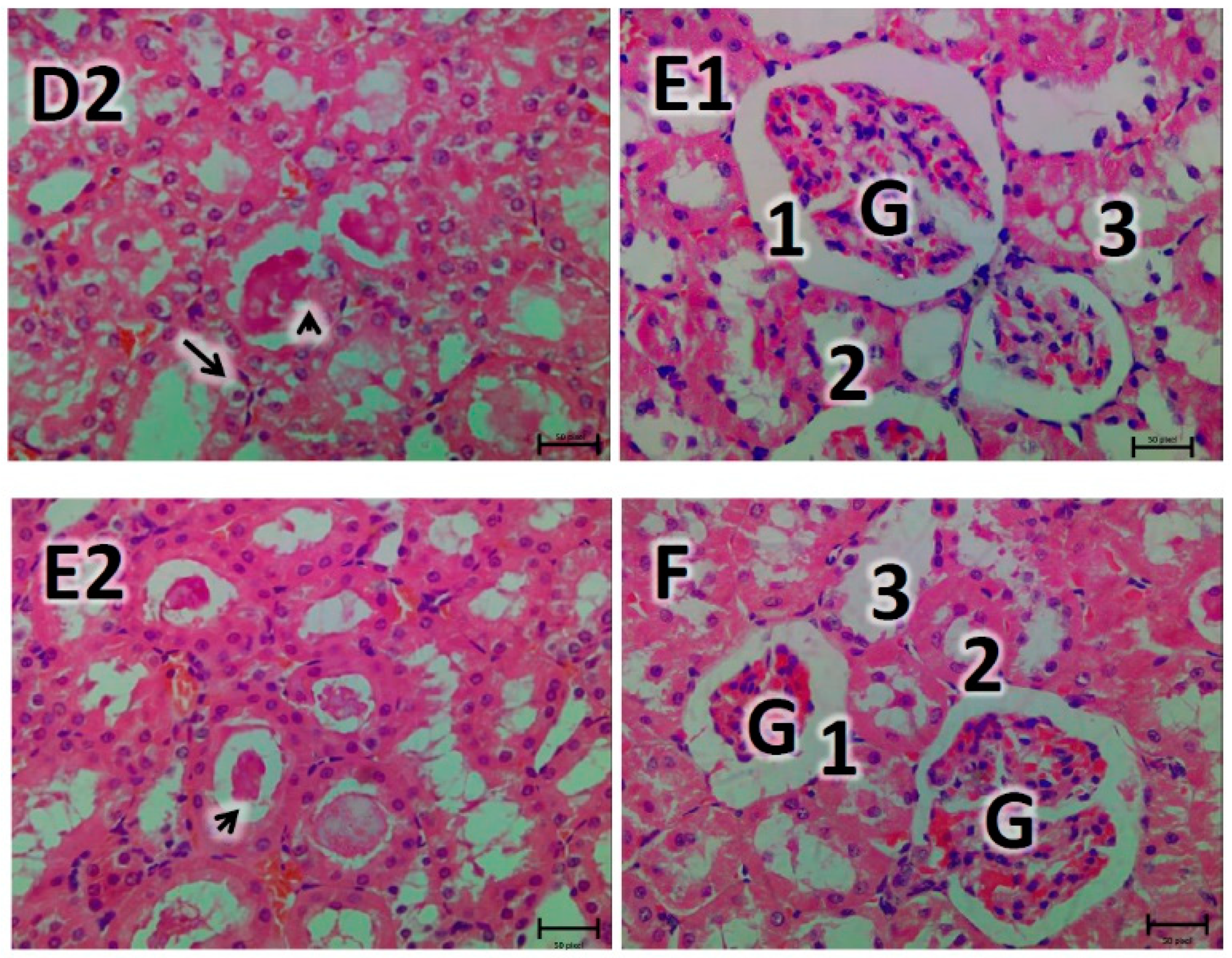 Biomedicines 07 00059 g005b