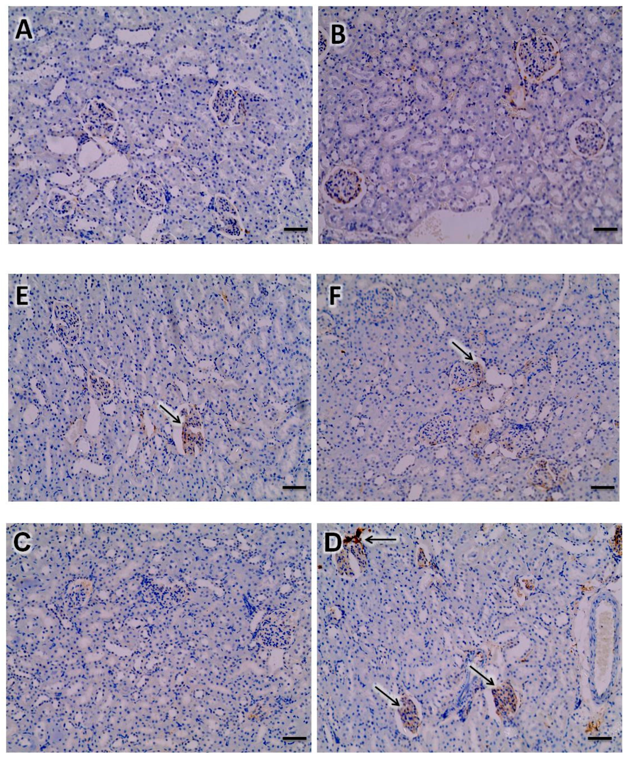 Biomedicines 07 00059 g007b