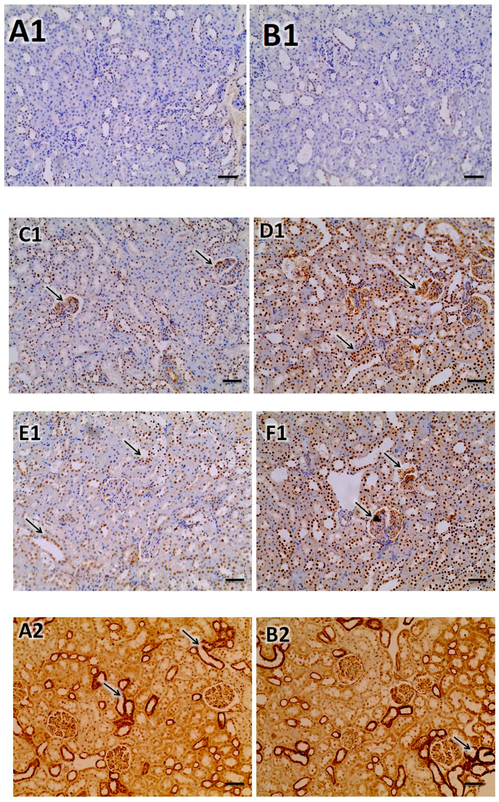 Biomedicines 07 00059 g007c