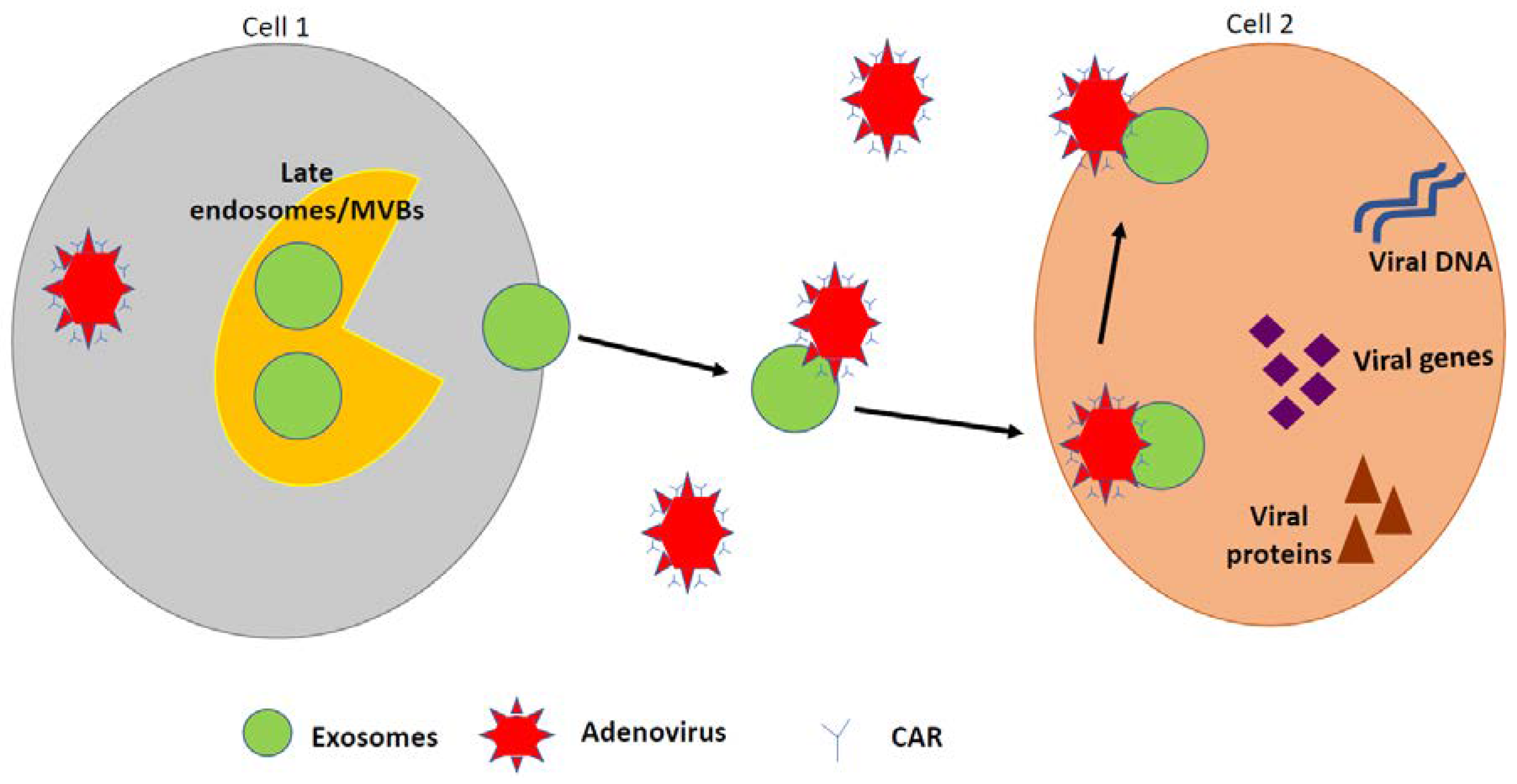 Biomedicines 07 00061 g003