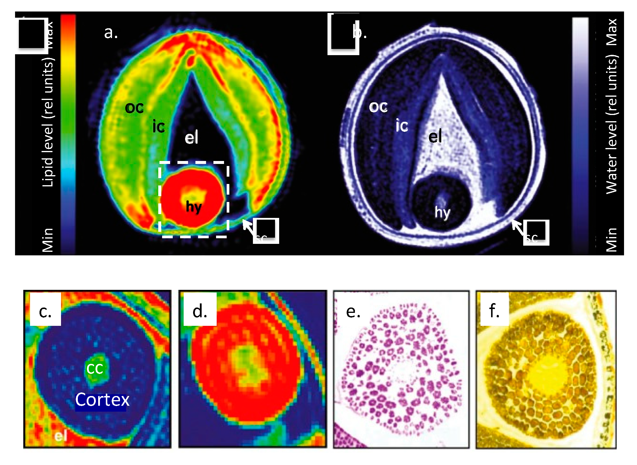 Biomedicines 07 00062 g004