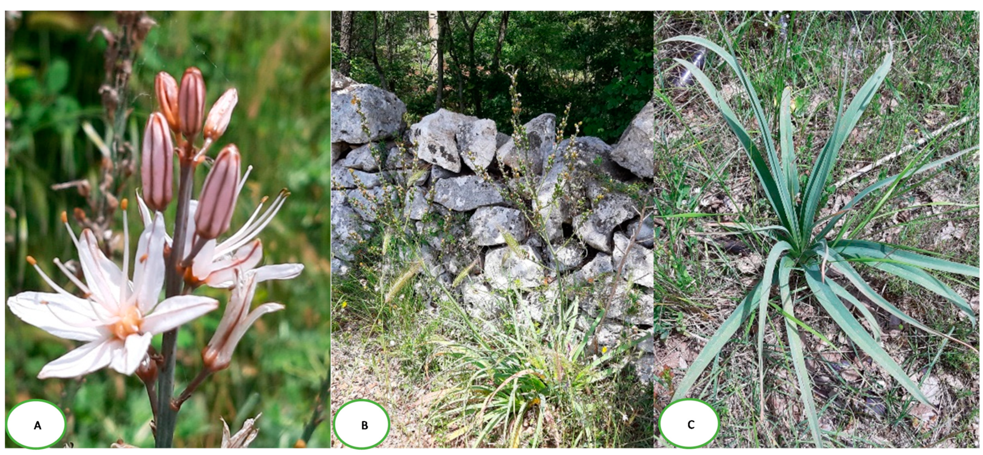 Biomedicines 07 00067 g001