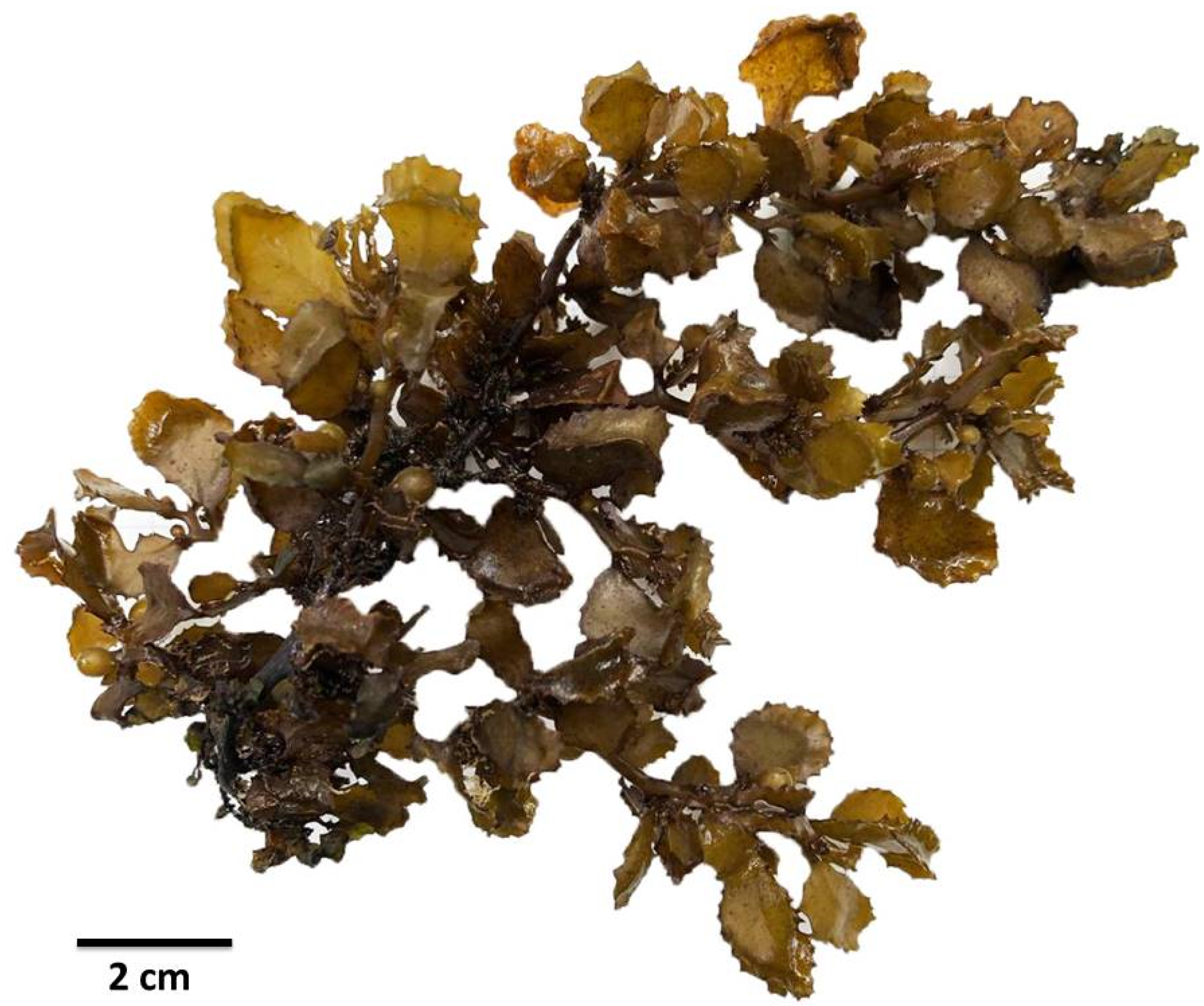 Biomedicines 07 00077 g001 Biomedicines 07 00077 g001