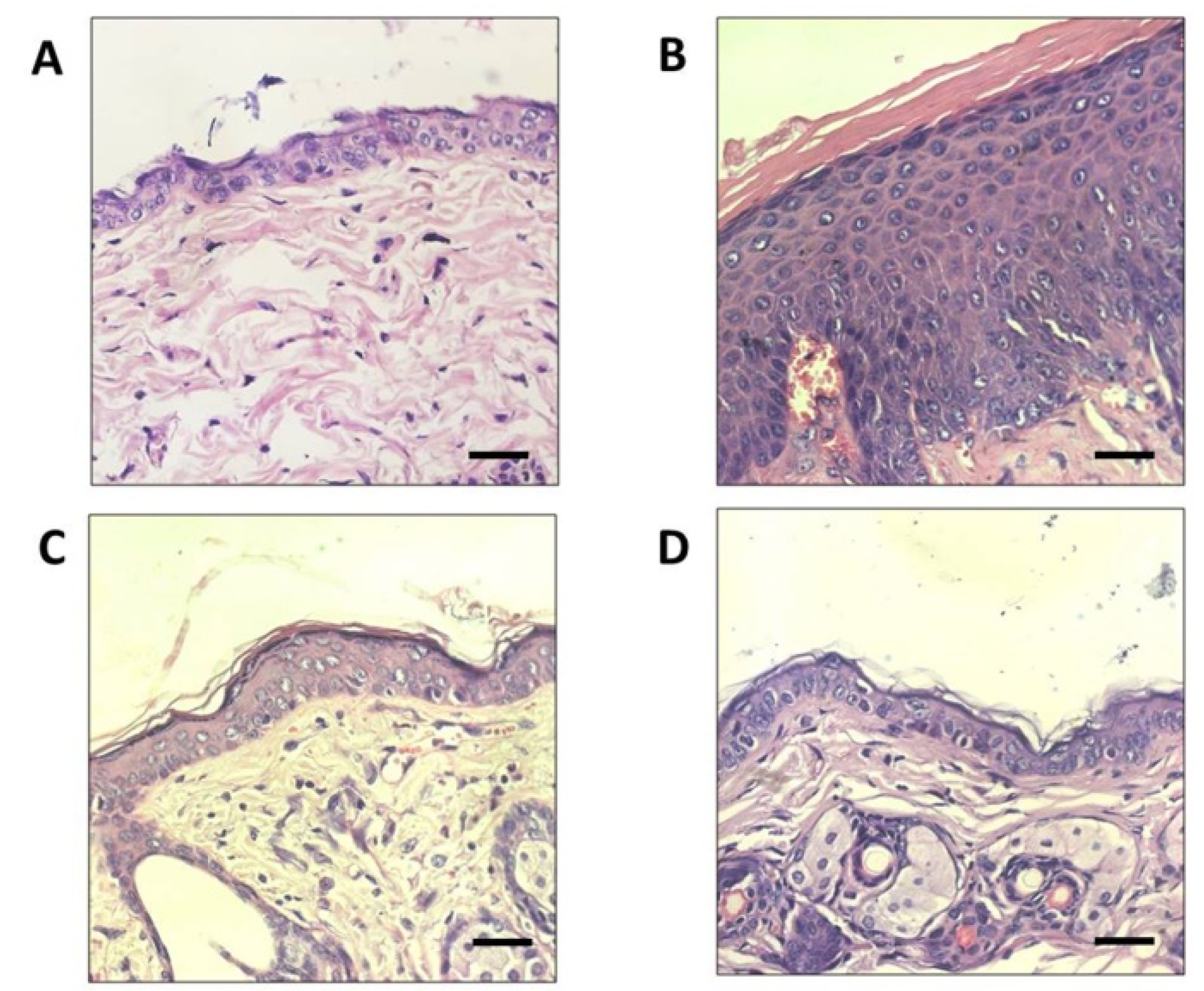 Biomedicines 07 00077 g006 Biomedicines 07 00077 g006