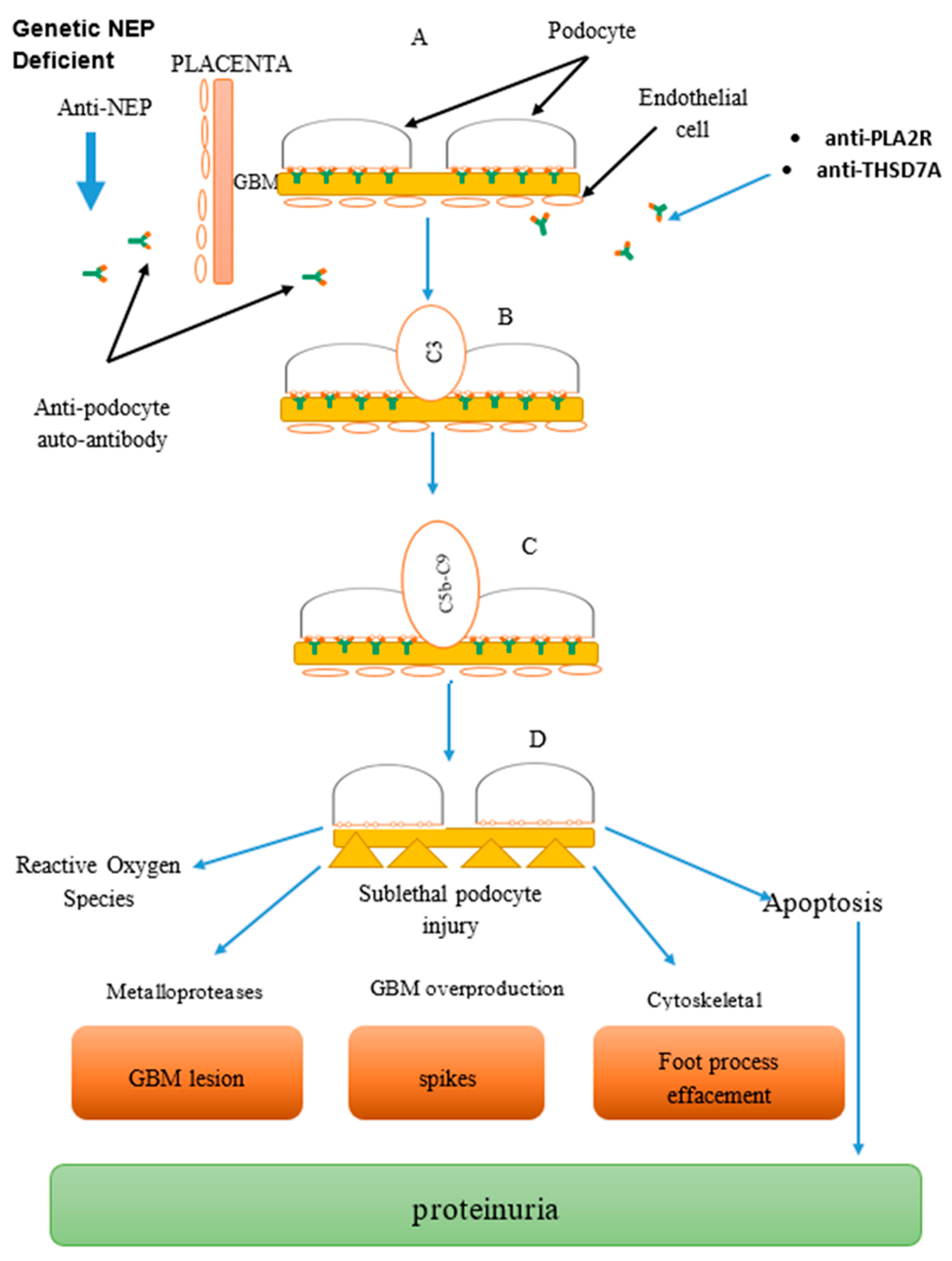 Biomedicines 07 00086 g001
