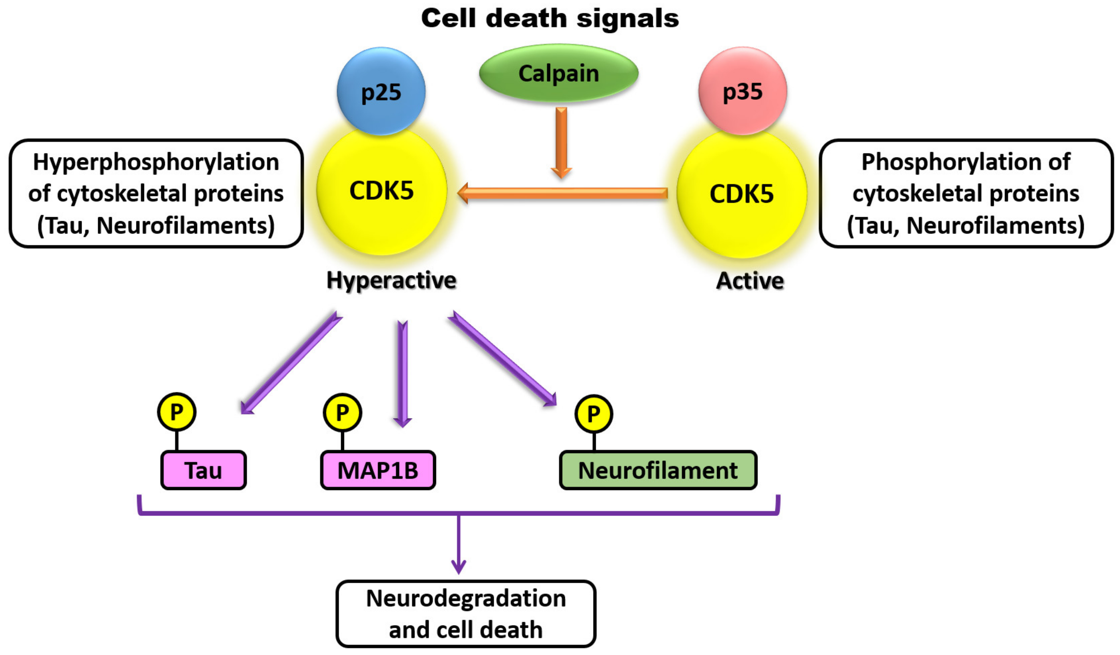 Biomedicines 07 00088 g003 Biomedicines 07 00088 g003