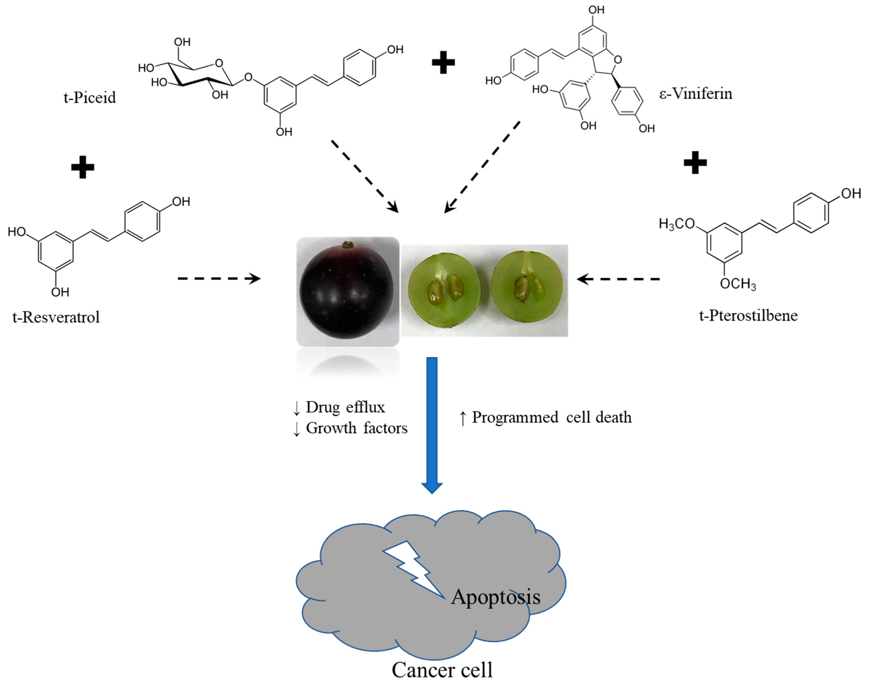 Biomedicines 07 00096 g008