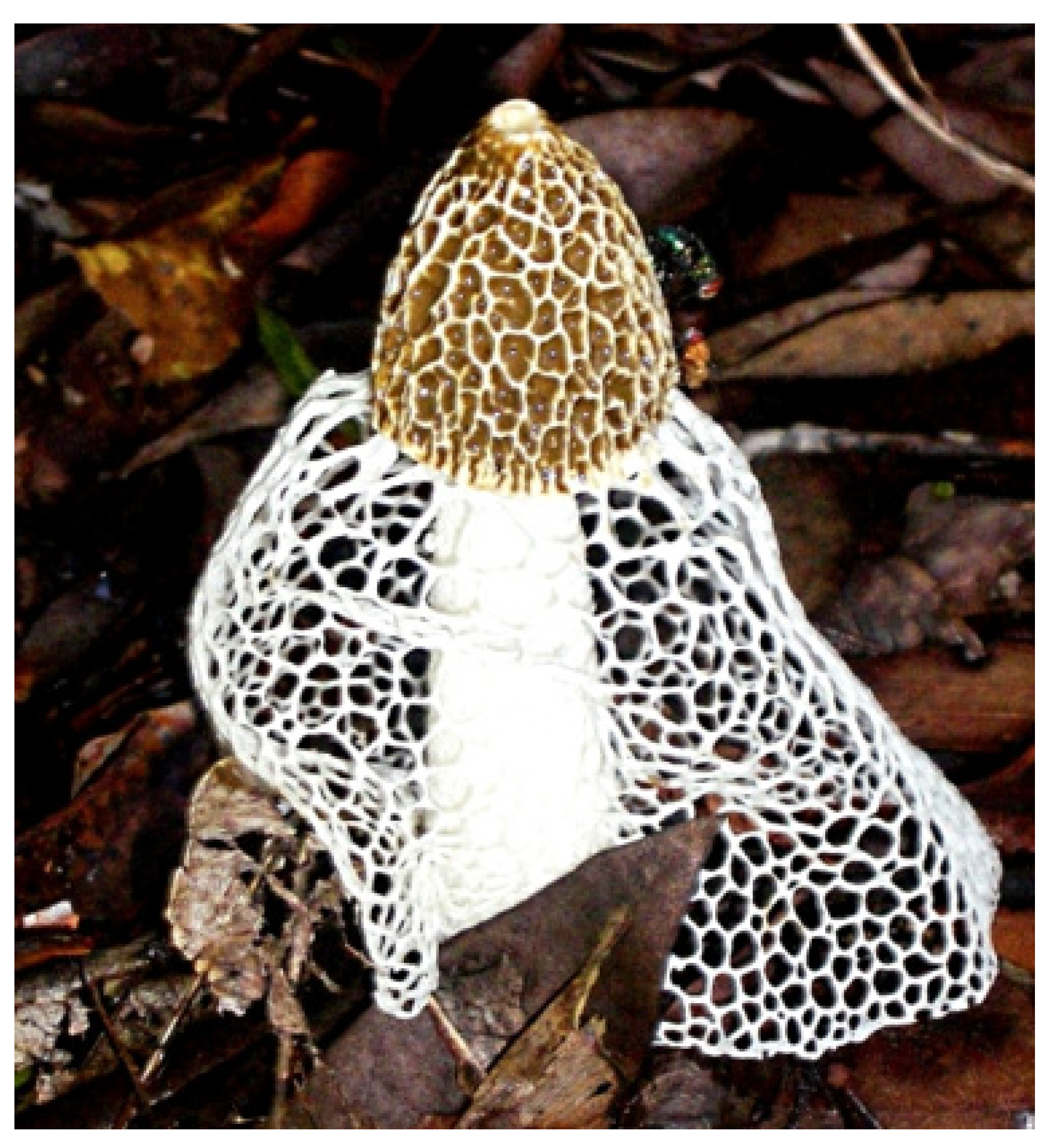 Biomedicines 07 00098 g001