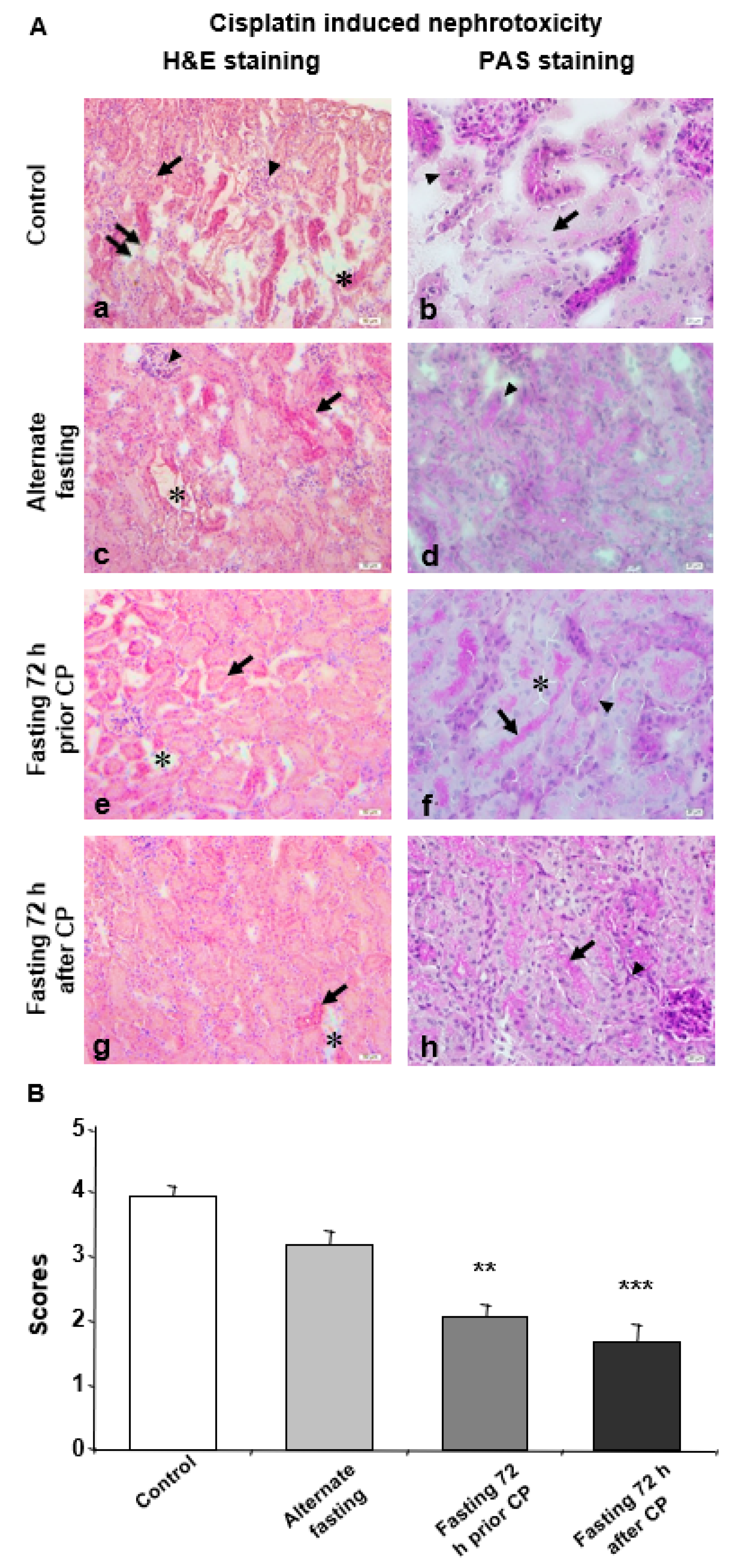 Biomedicines 08 00023 g001