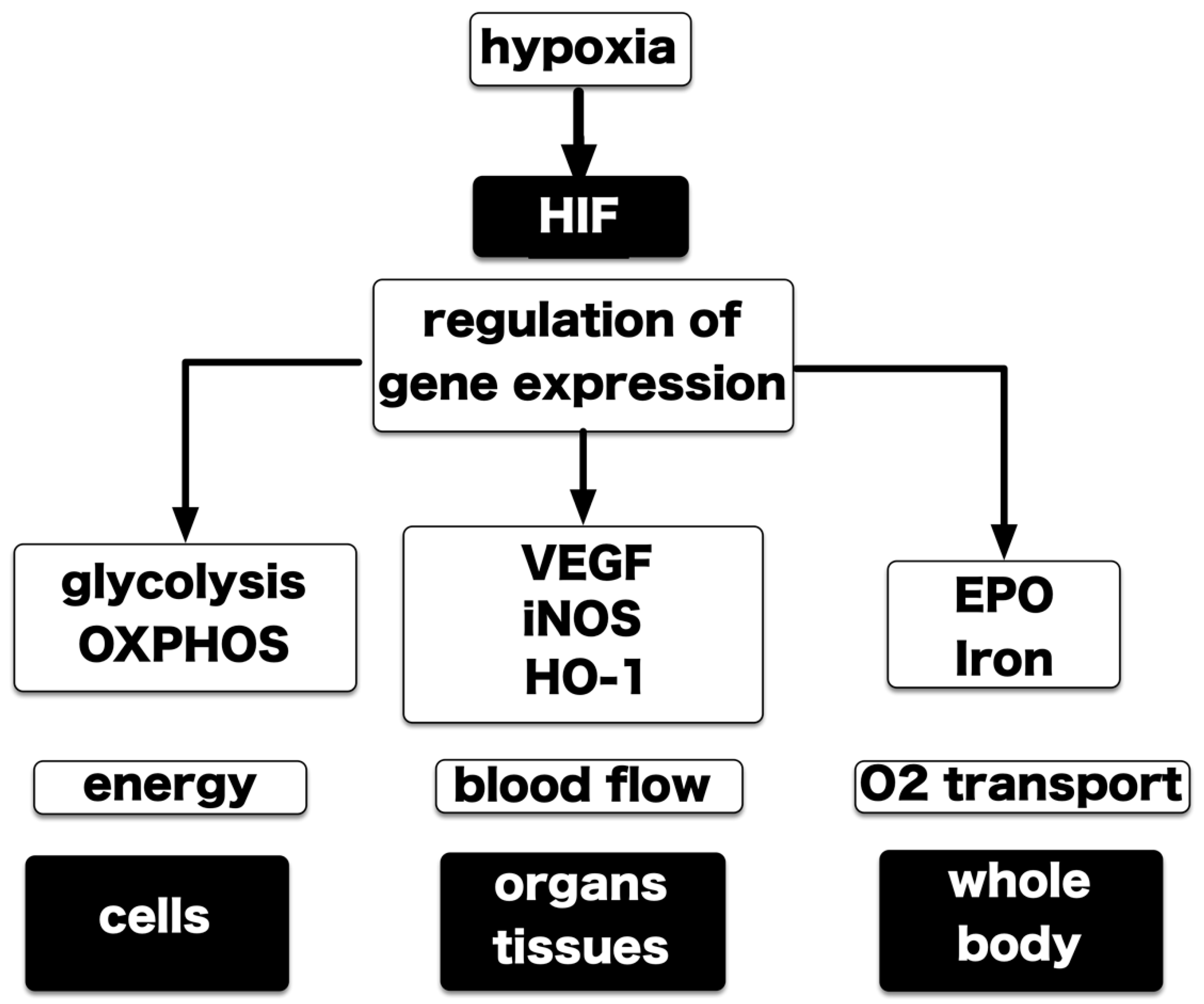 Biomedicines 08 00032 g004