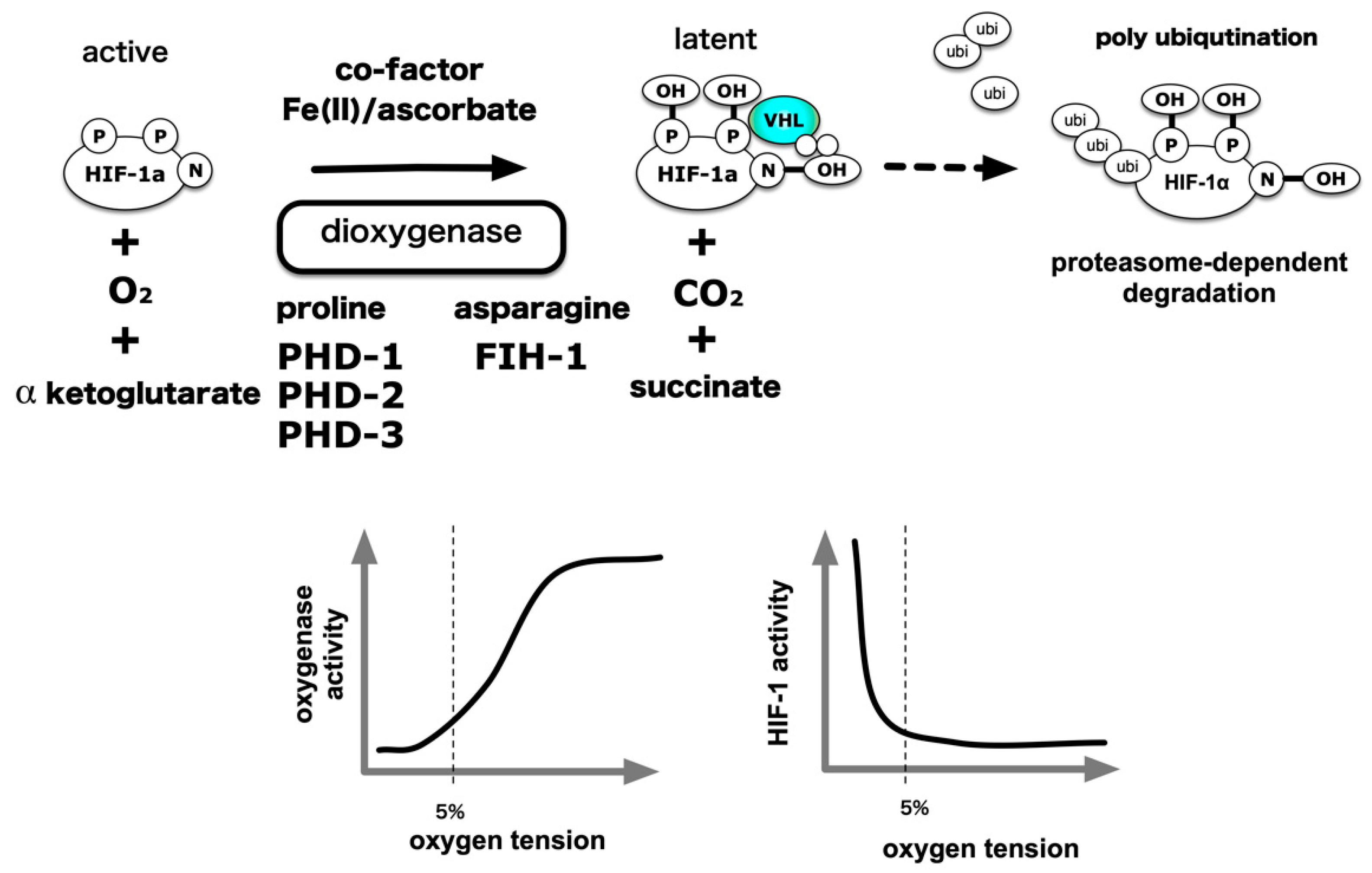 Biomedicines 08 00032 g005