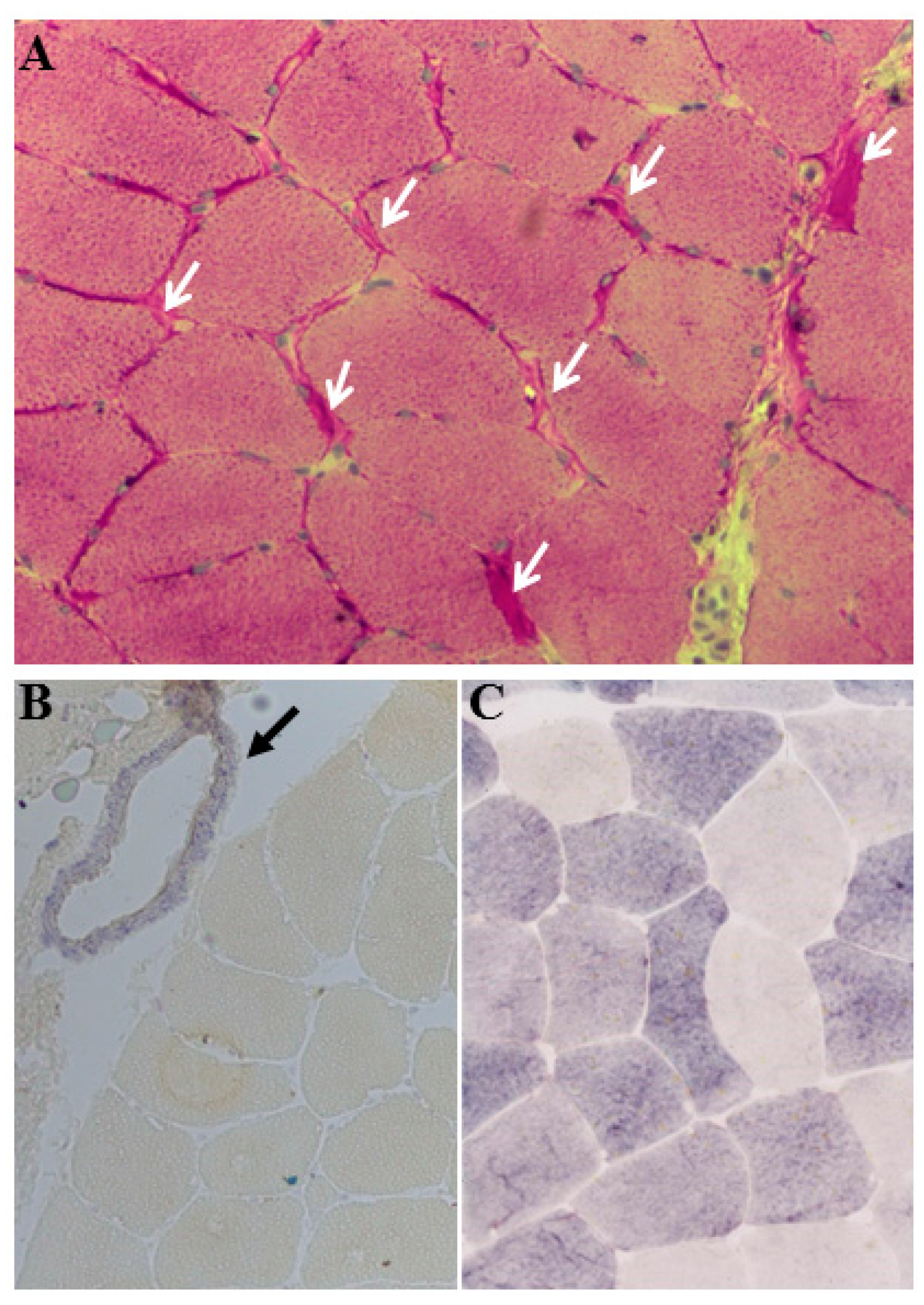 Biomedicines 08 00033 g002 Biomedicines 08 00033 g002