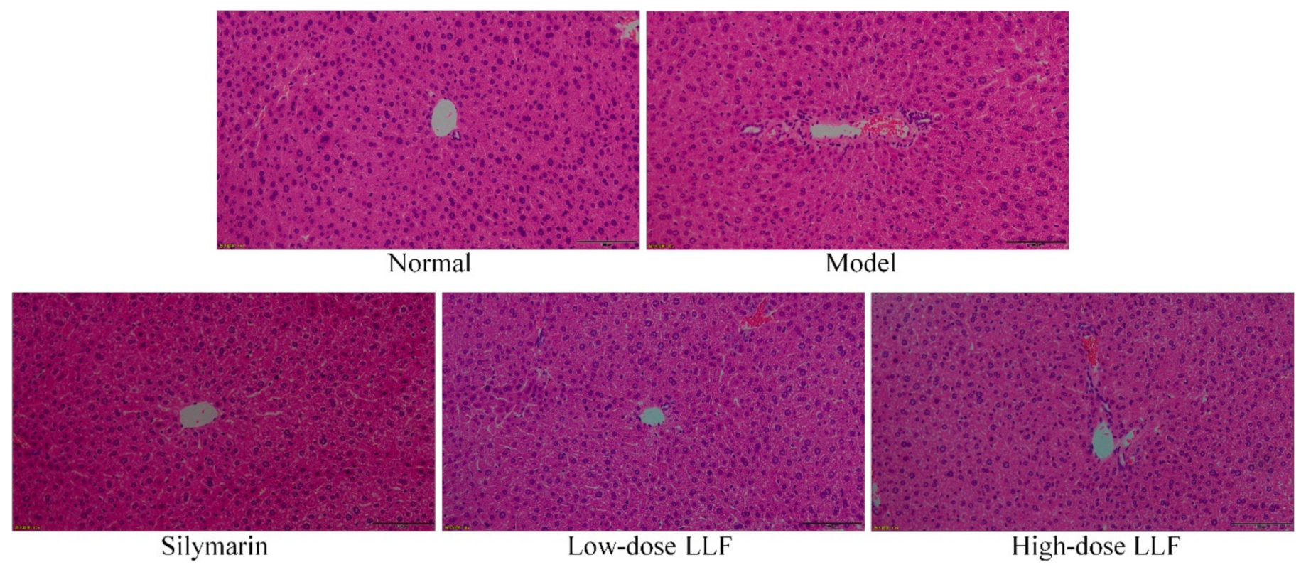 Biomedicines 08 00041 g002
