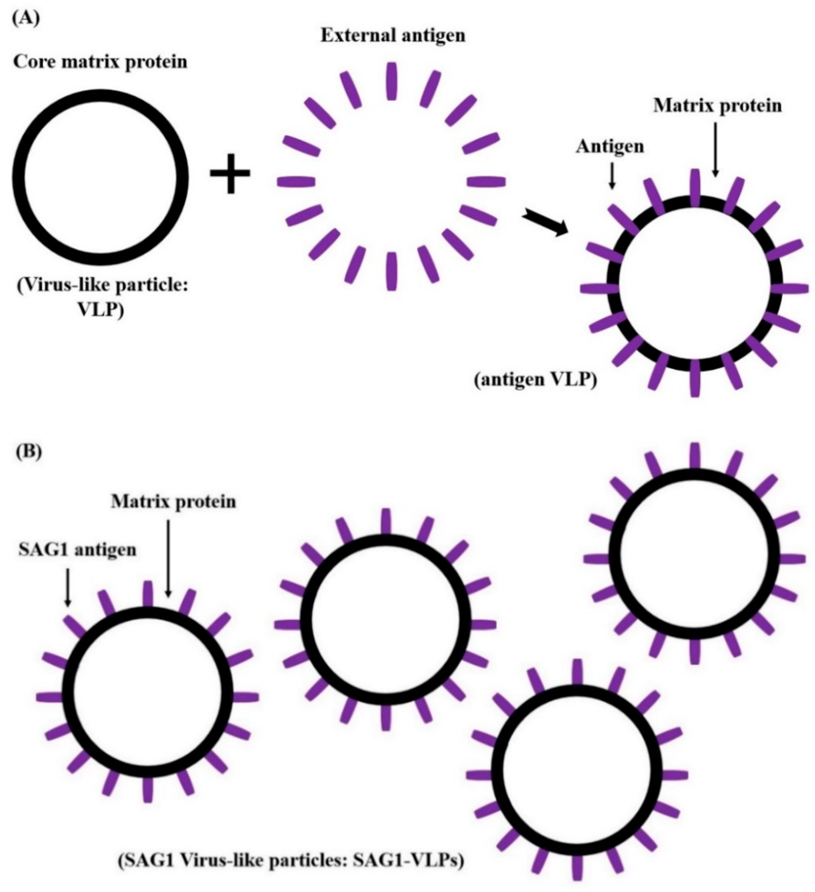 Biomedicines 08 00091 g004