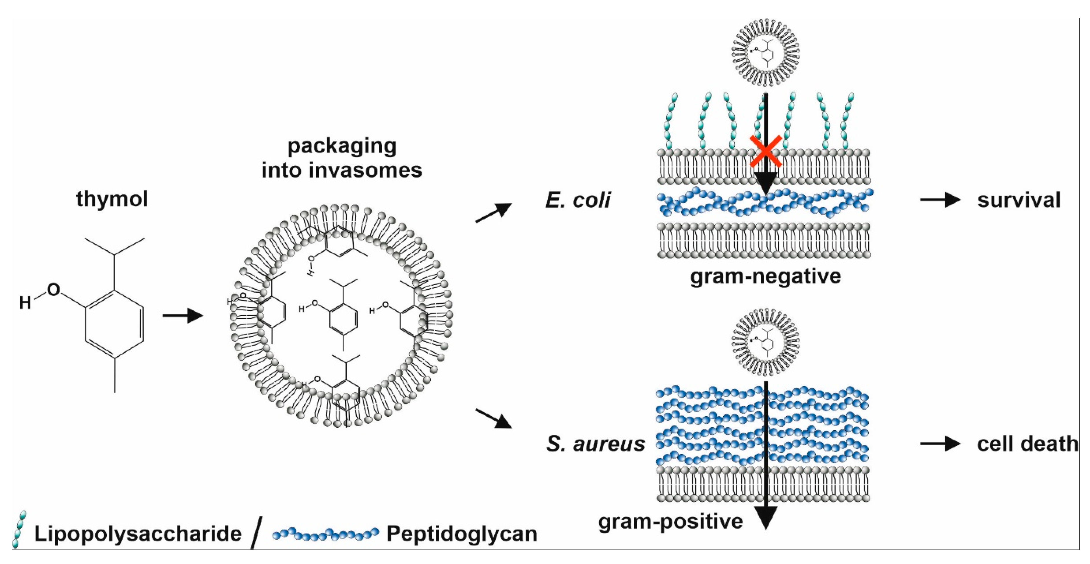 Biomedicines 08 00105 g011