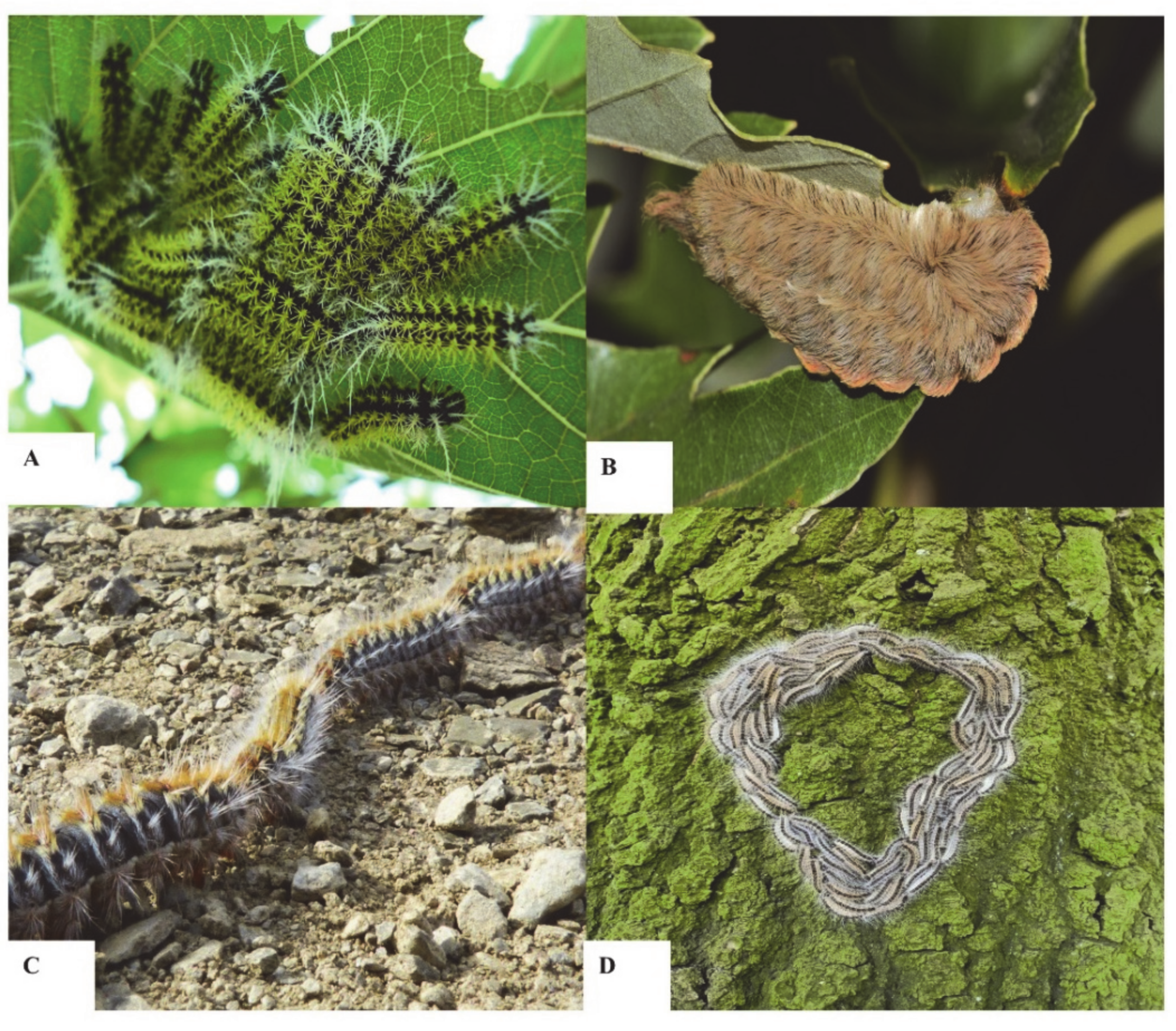 Biomedicines 08 00143 g001