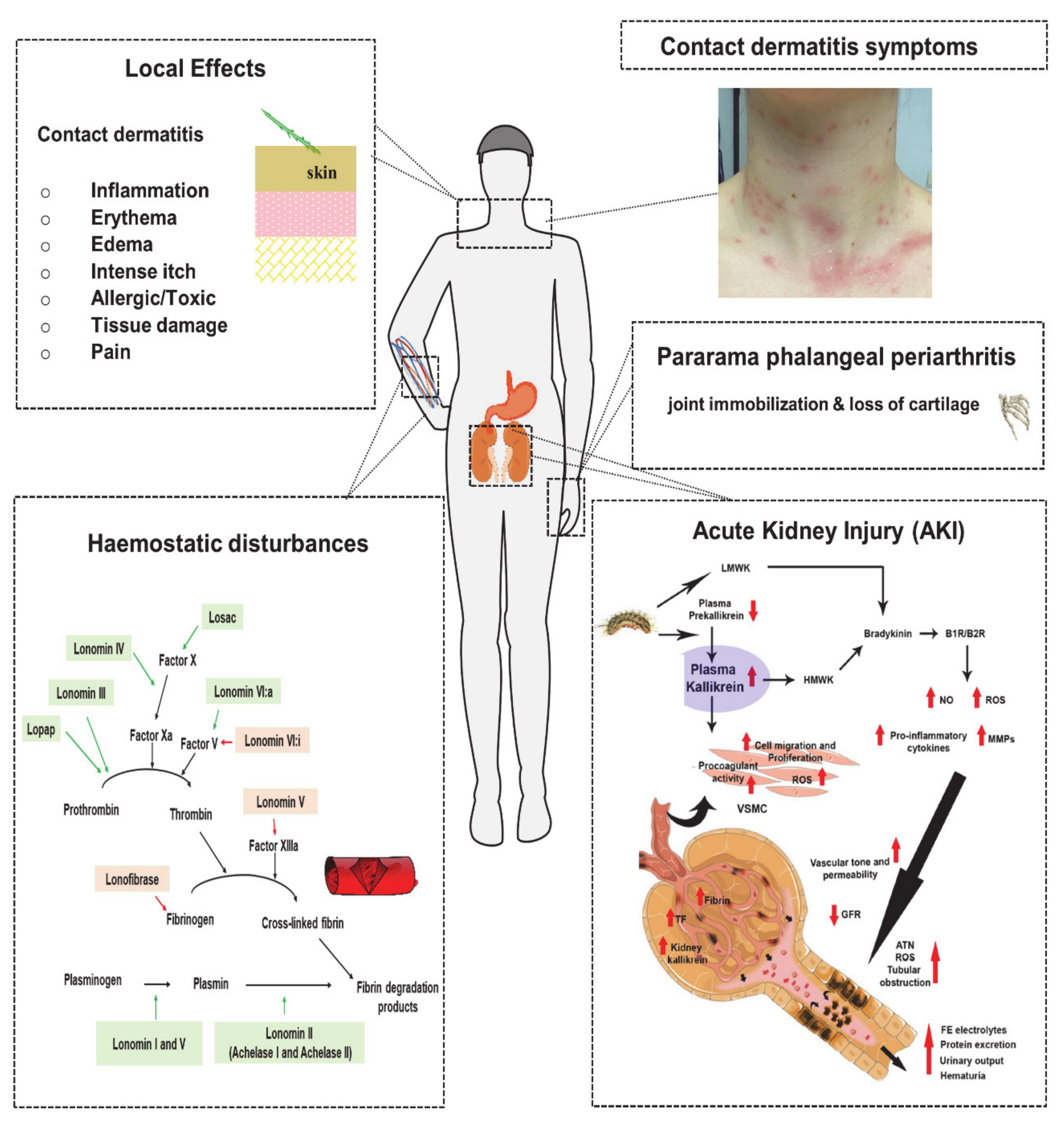 Biomedicines 08 00143 g004