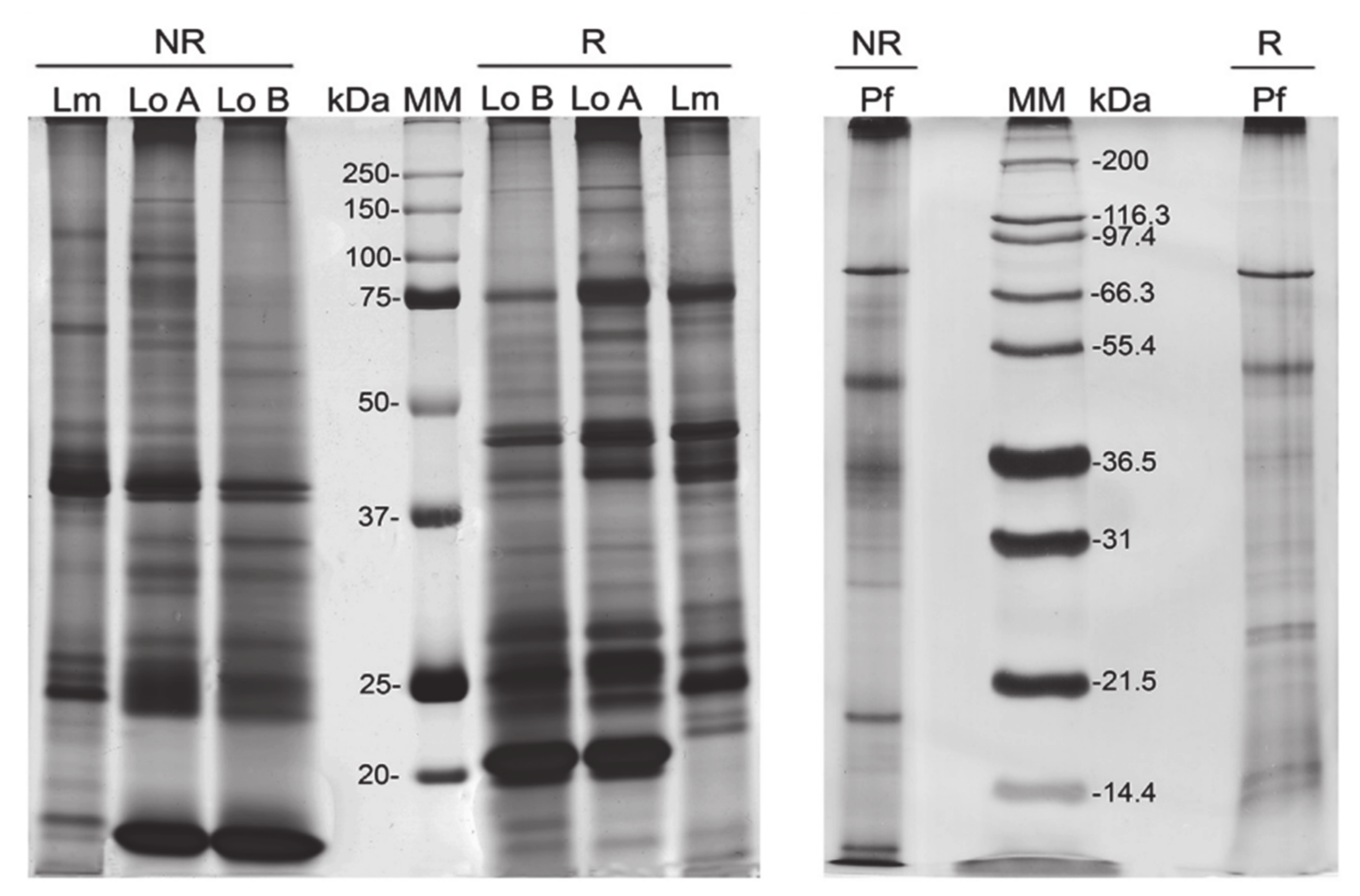 Biomedicines 08 00143 g007