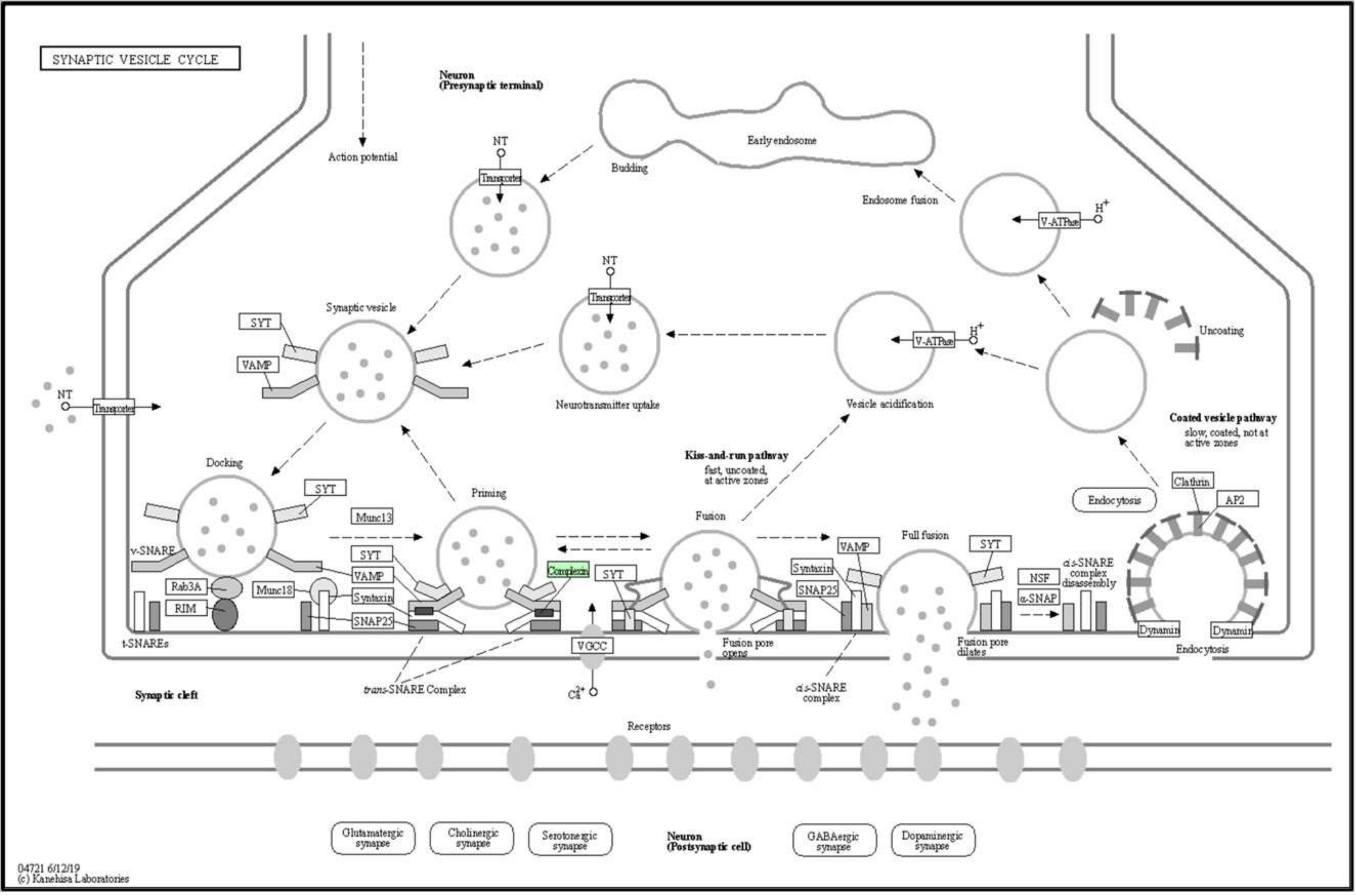 Biomedicines 08 00191 g011