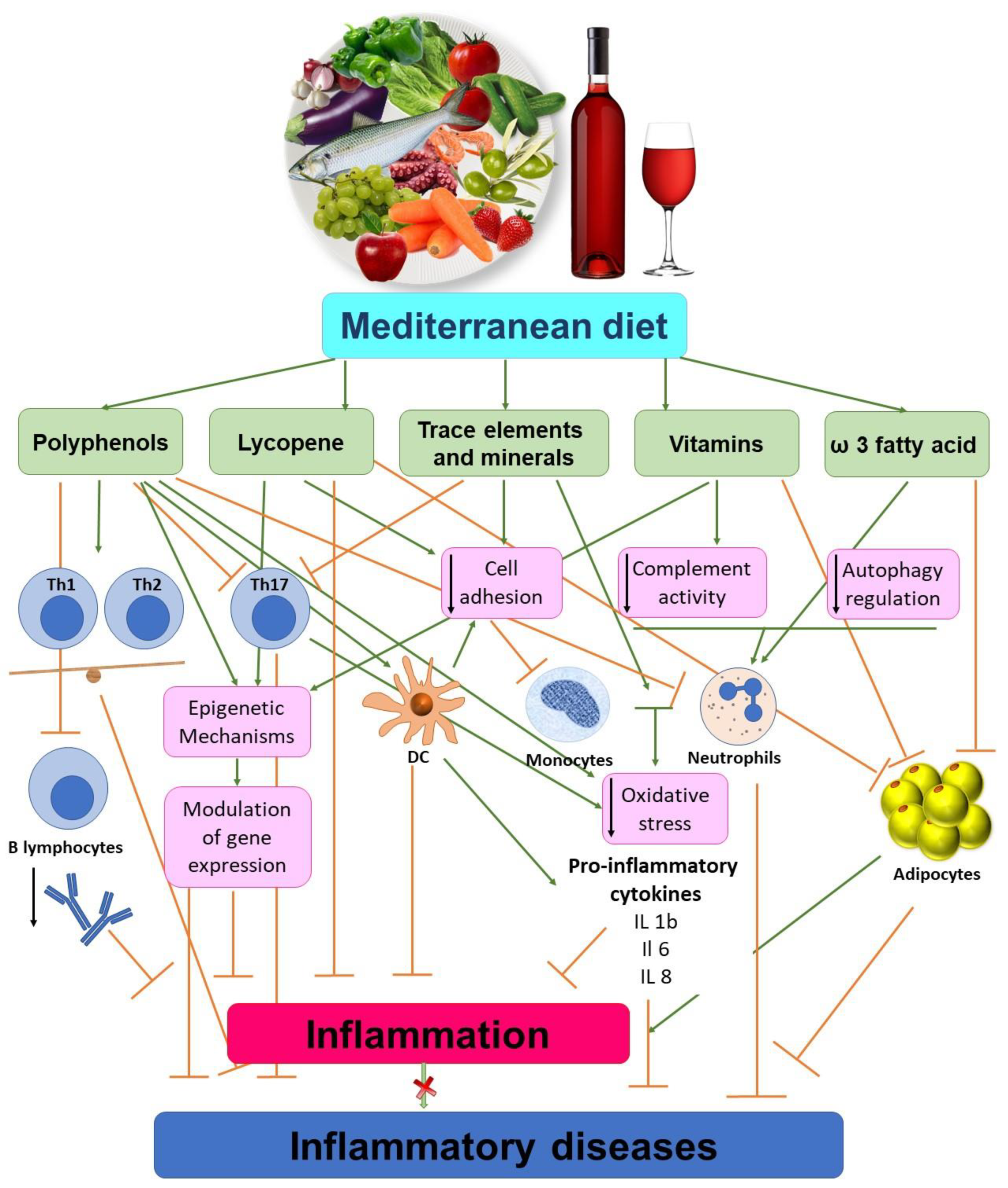Biomedicines 08 00201 g001