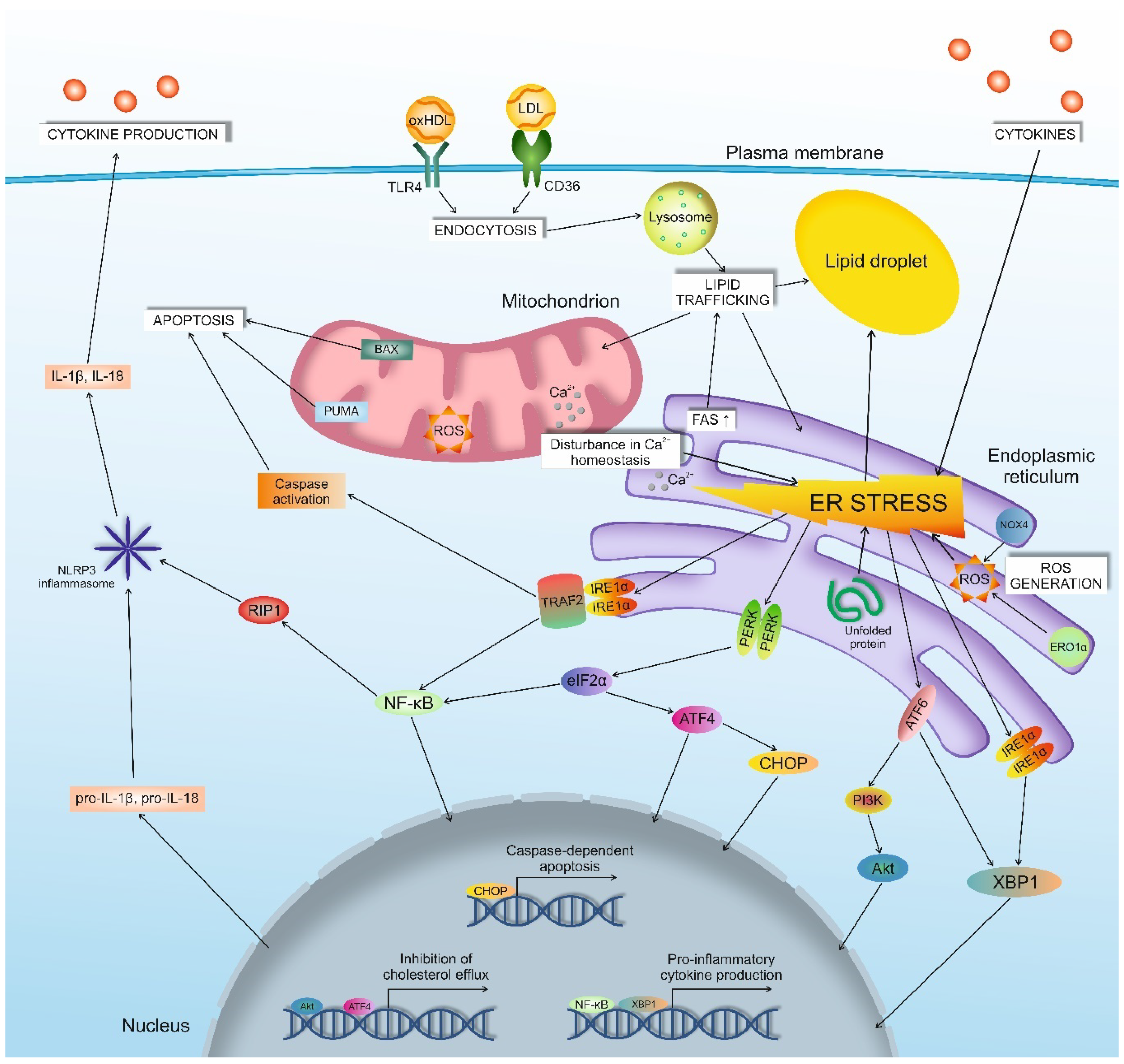 Biomedicines 08 00210 g001