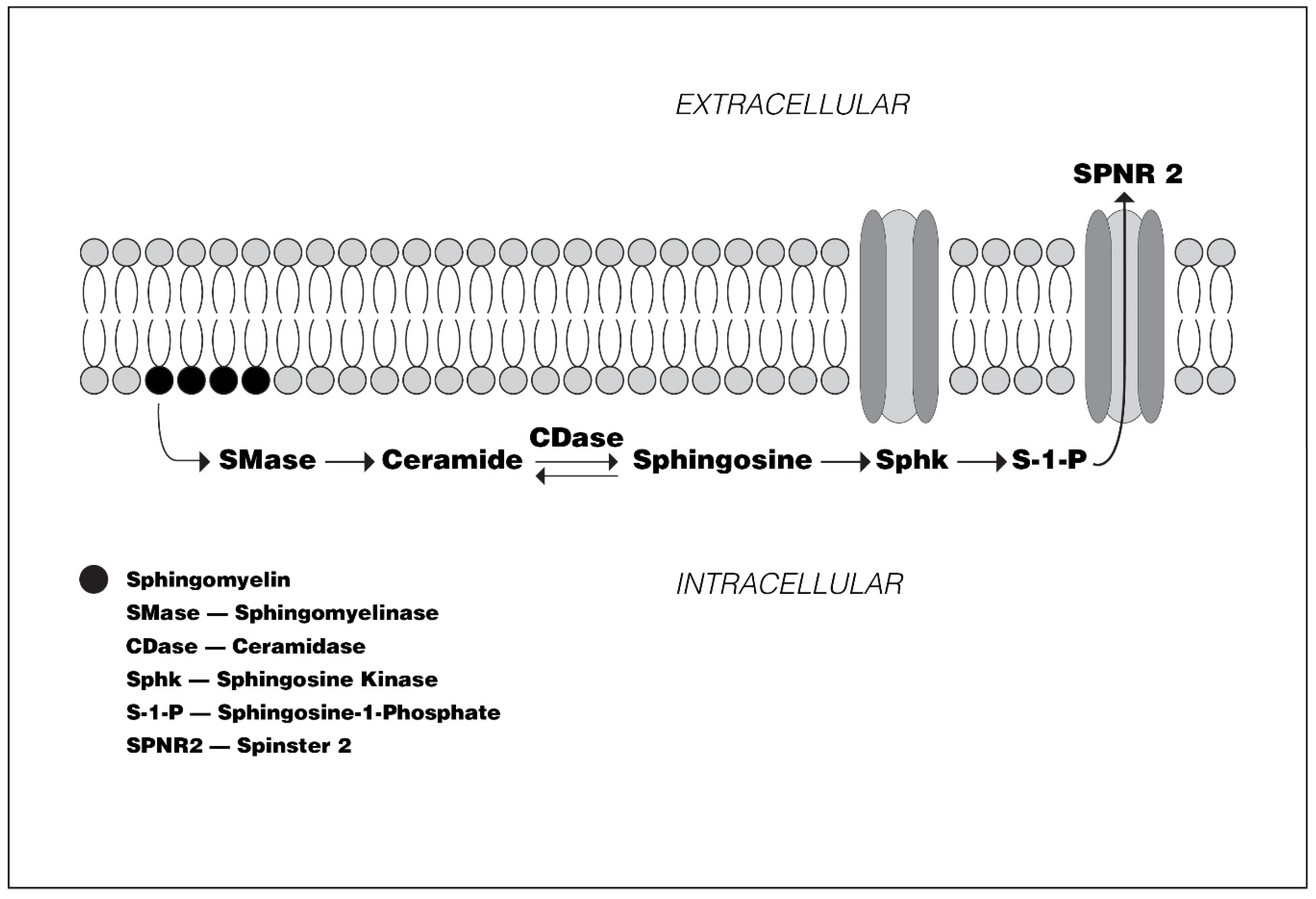 Biomedicines 08 00227 g001